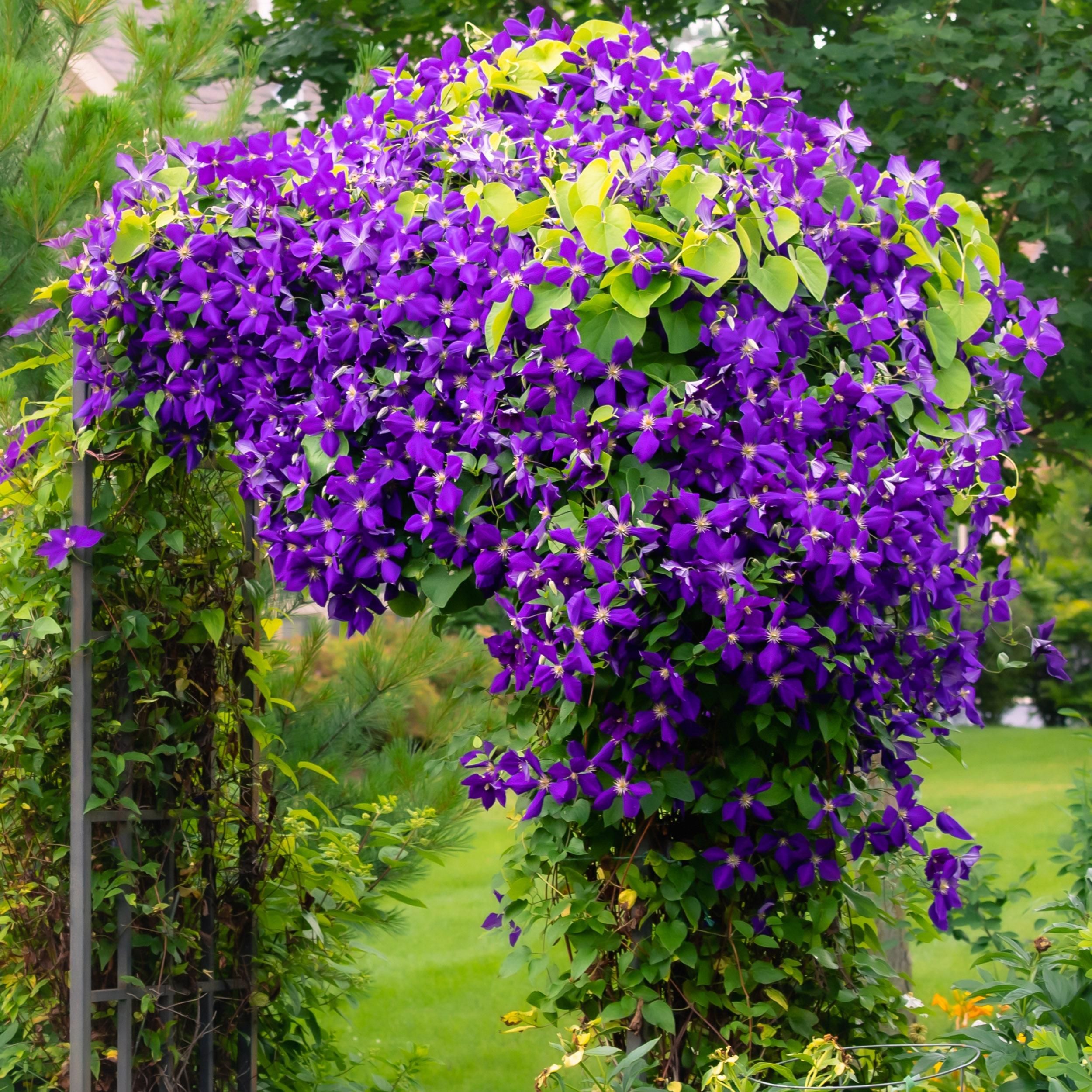 Klimplant - Clematis Jackmanii - Bloem Blauw - Weinig onderhoud -2 planten - Pot 11cm Hoogte 40cm (8720872543000)