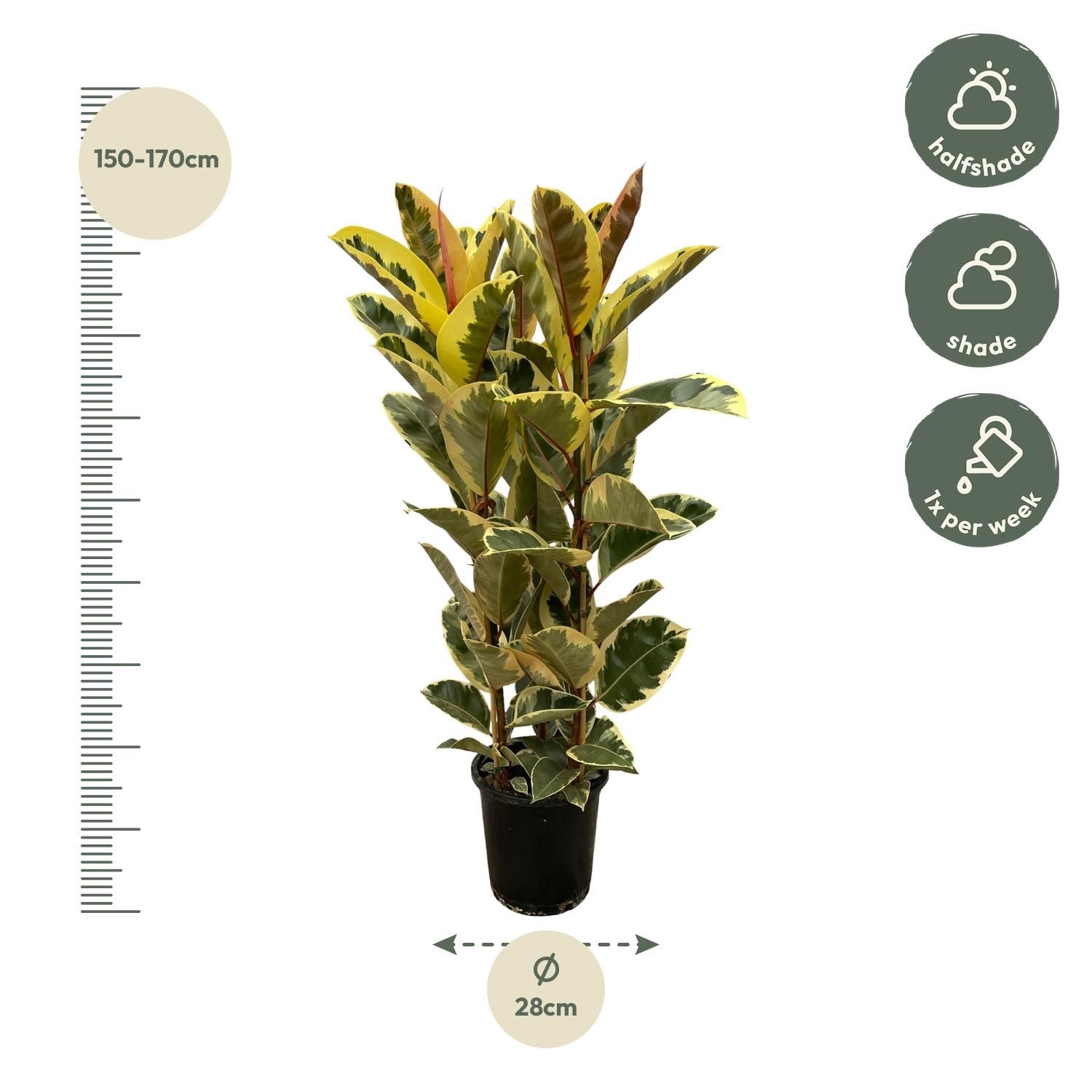 Ficus Elastica Tineke struik - 160 cm - Ø28cm (8721081685307)