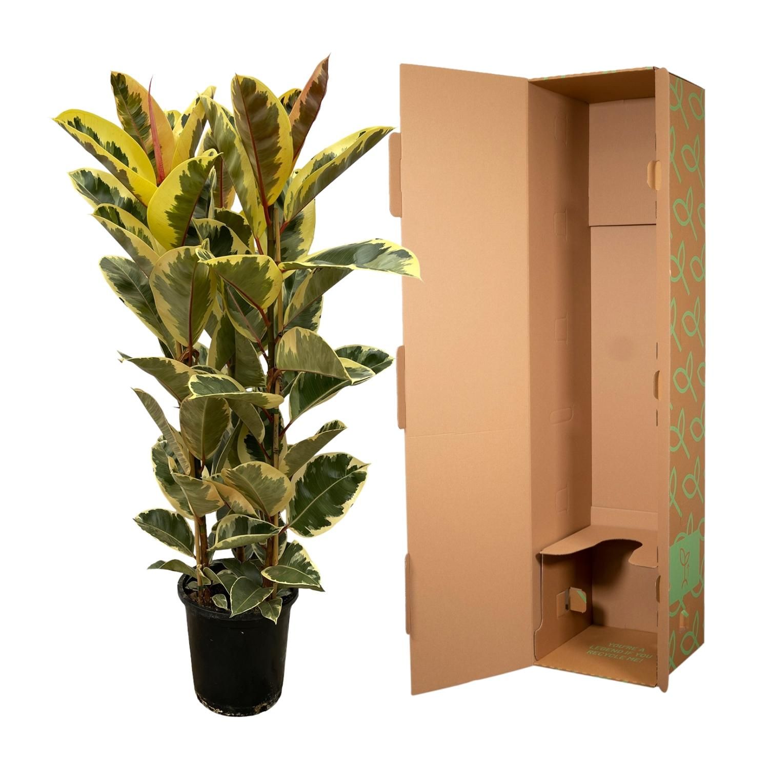 Ficus Elastica Tineke struik - 160 cm - Ø28cm (8721081685307)