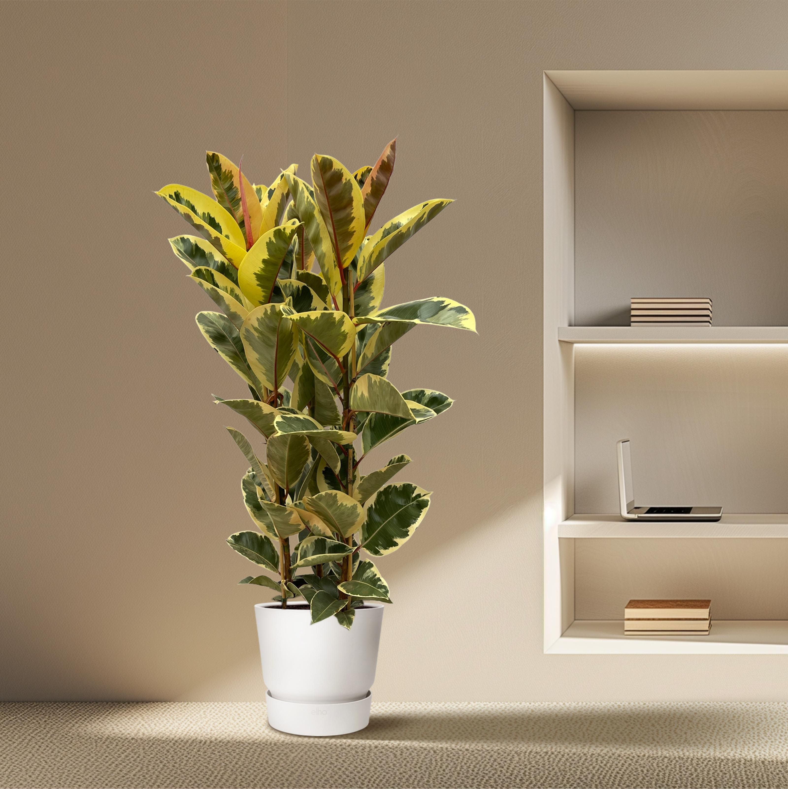 Ficus Elastica Tineke struik - 160 cm - Ø28cm (8721081685307)