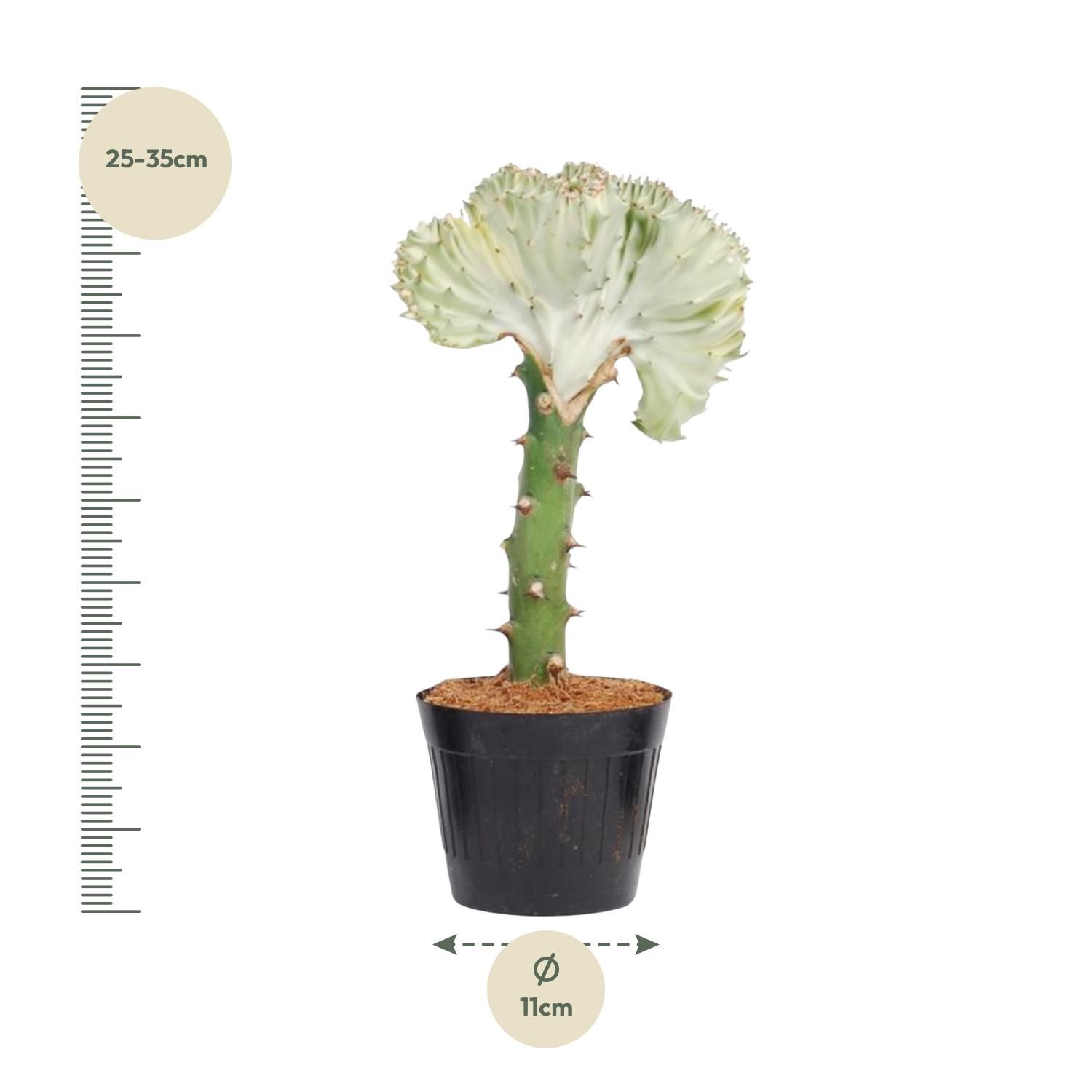Euphorbia lactea Cristata wit - 30 cm - ø10,5 (8721081685017)