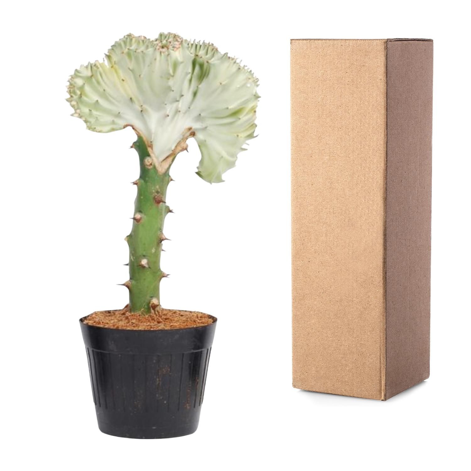 Euphorbia lactea Cristata wit - 30 cm - ø10,5 (8721081685017)