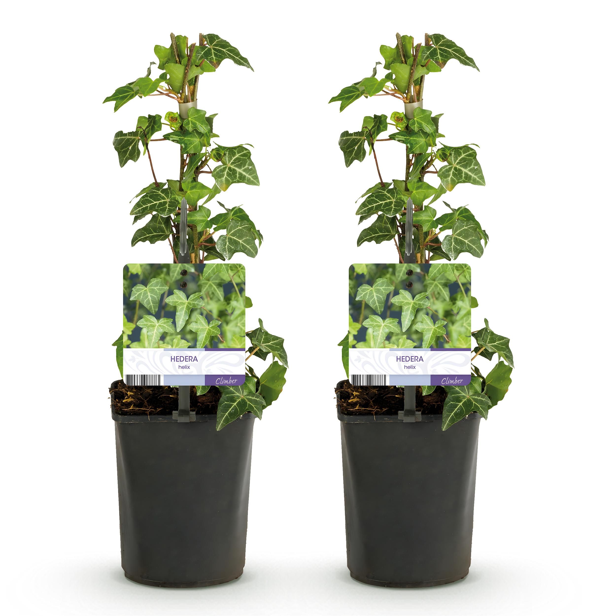 Klimplant - Hedera helix Glacier - Blad Bont - Groenblijvend - 2 planten - Pot 11cm Hoogte 40cm (8720872543208)
