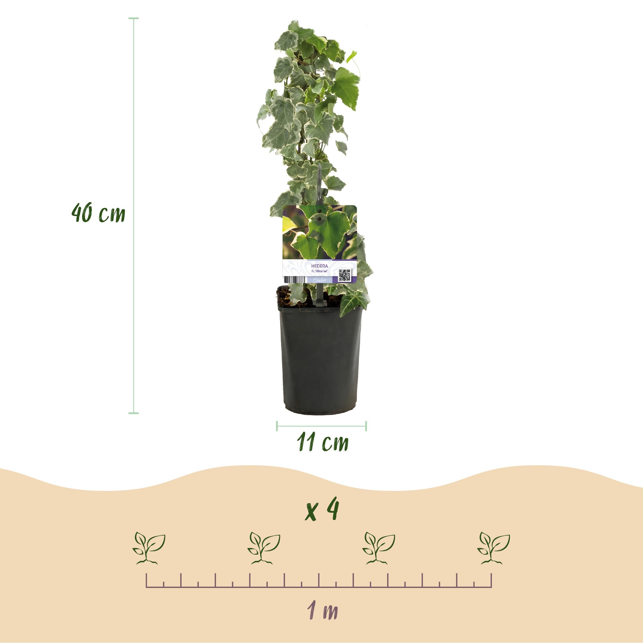 Klimplant - Hedera helix Glacier - Blad Bont - Groenblijvend - 2 planten - Pot 11cm Hoogte 40cm (8720872543208)