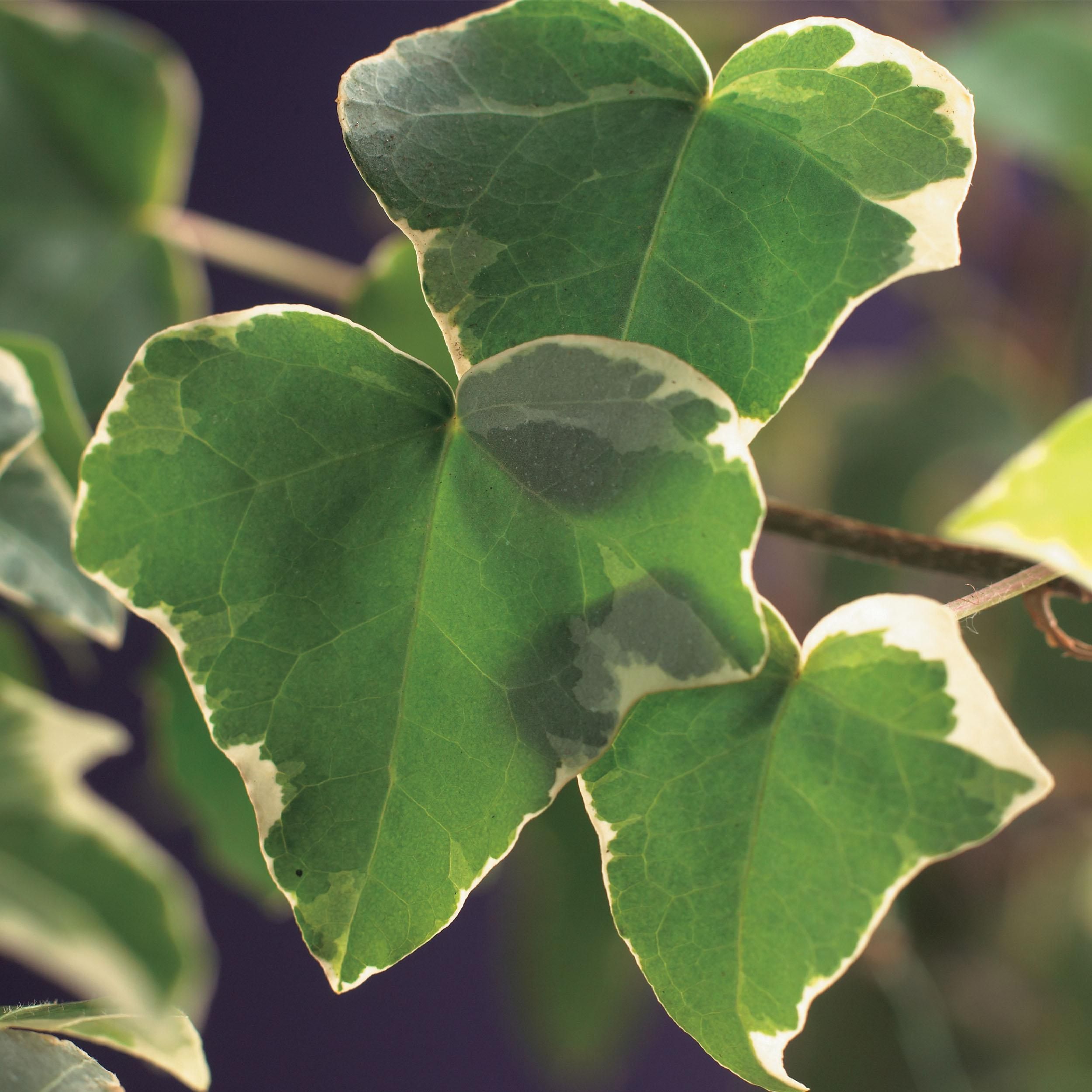 Klimplant - Hedera helix Glacier - Blad Bont - Groenblijvend - 2 planten - Pot 11cm Hoogte 40cm (8720872543208)