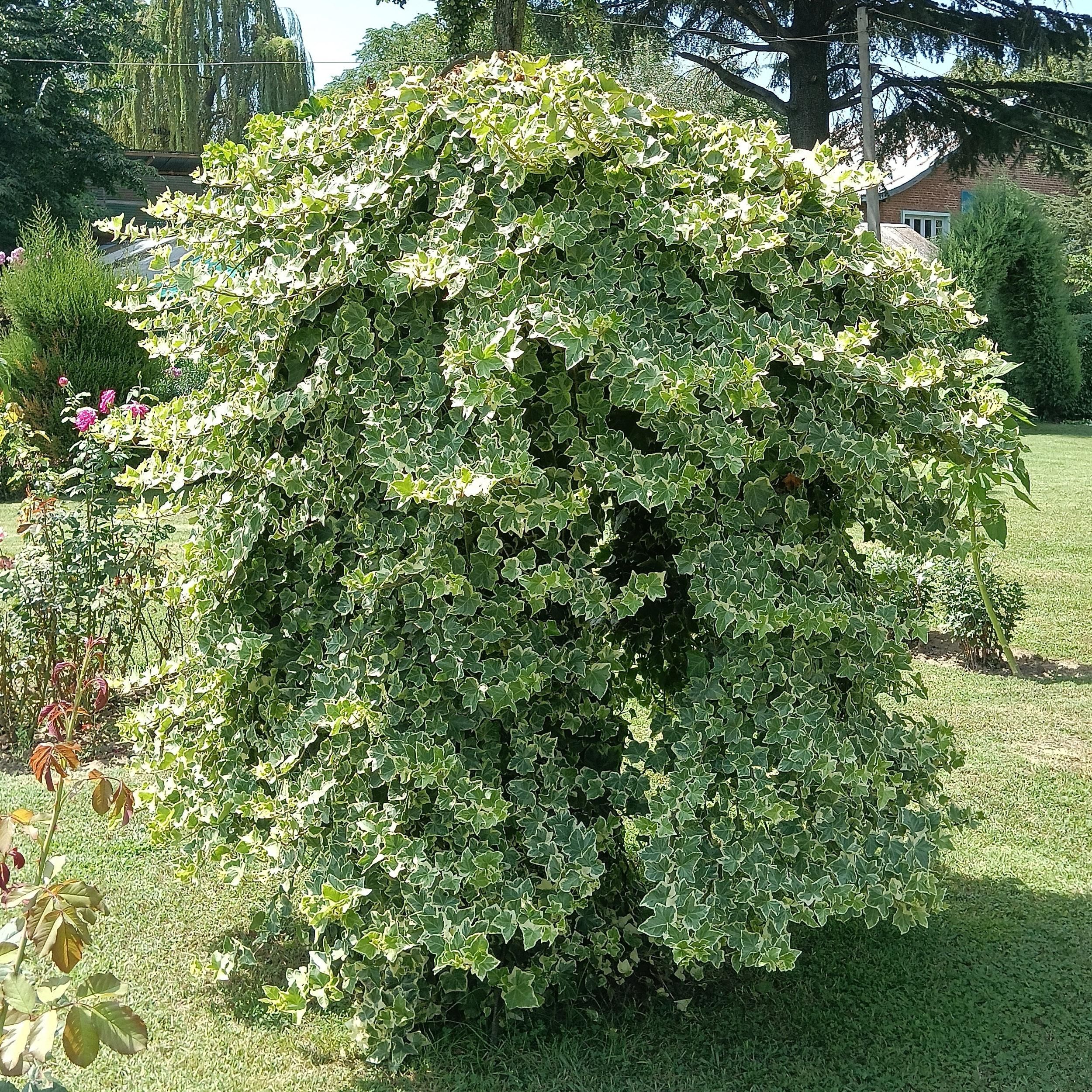 Klimplant - Hedera helix Glacier - Blad Bont - Groenblijvend - 2 planten - Pot 11cm Hoogte 40cm (8720872543208)