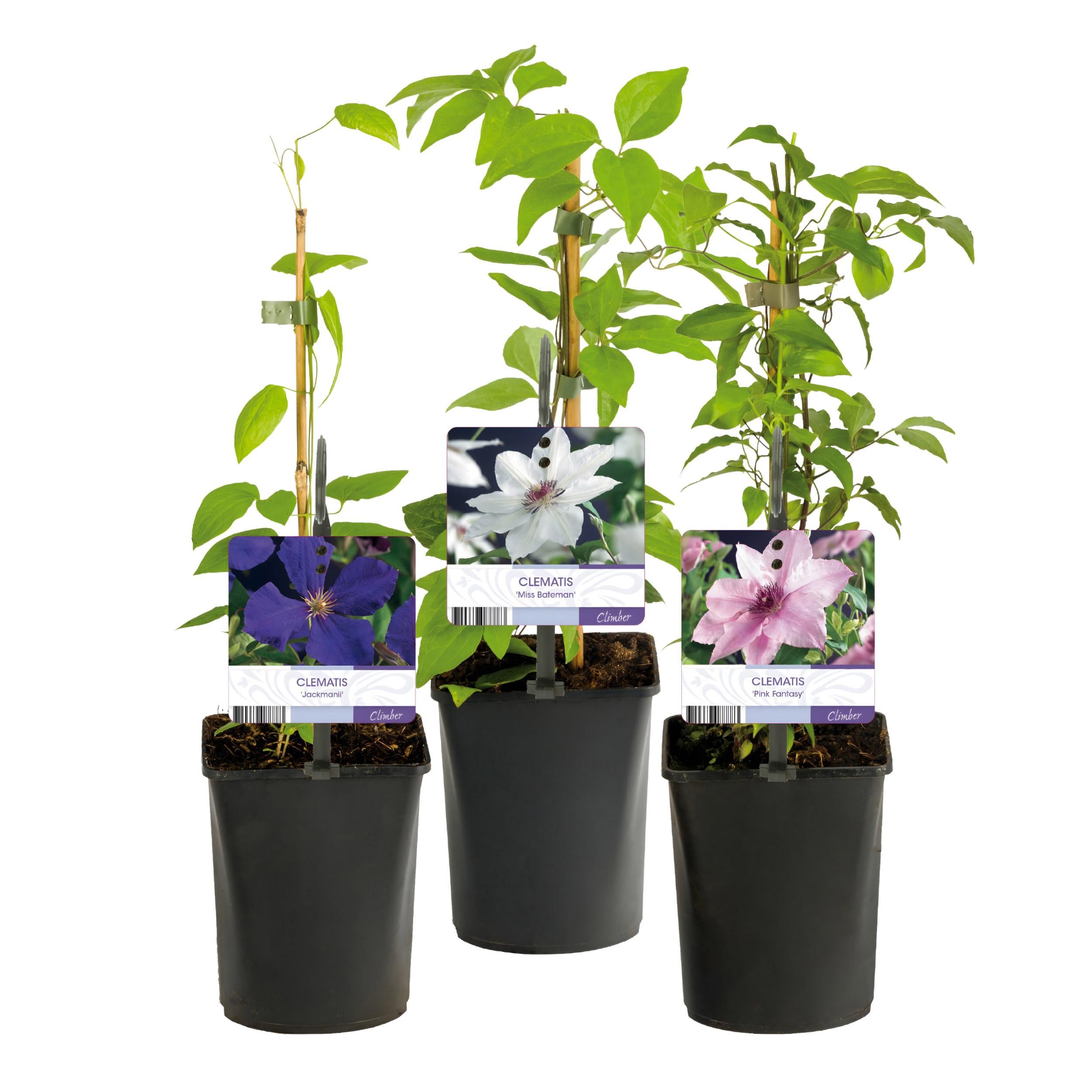 Klimplant - Clematis Tricolour - Bloem Roze Wit Paars - Weinig onderhoud - 3 planten - Pot 11cm Hoogte 40cm (8720872542966)