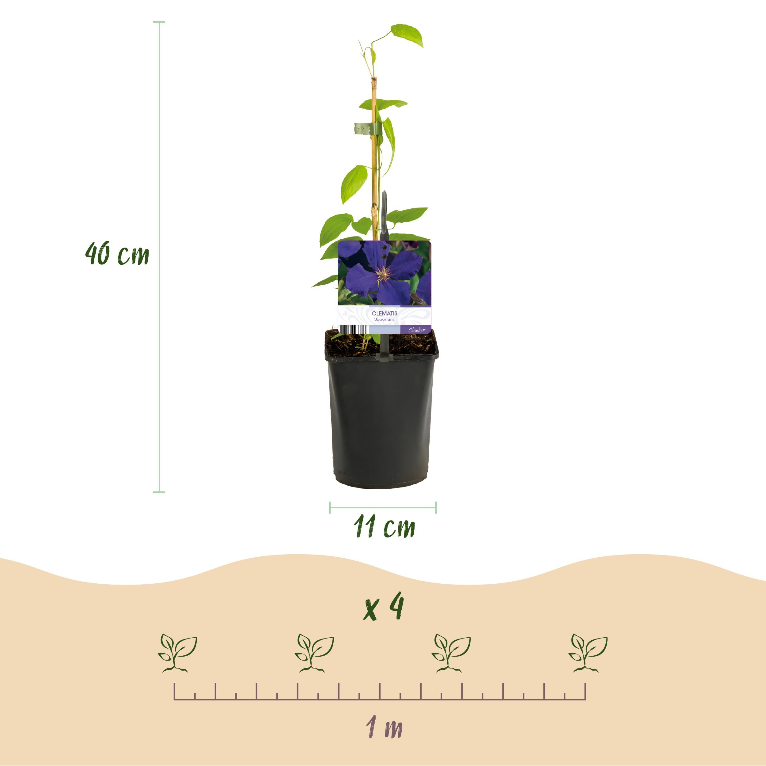Klimplant - Clematis Tricolour - Bloem Roze Wit Paars - Weinig onderhoud - 3 planten - Pot 11cm Hoogte 40cm (8720872542966)
