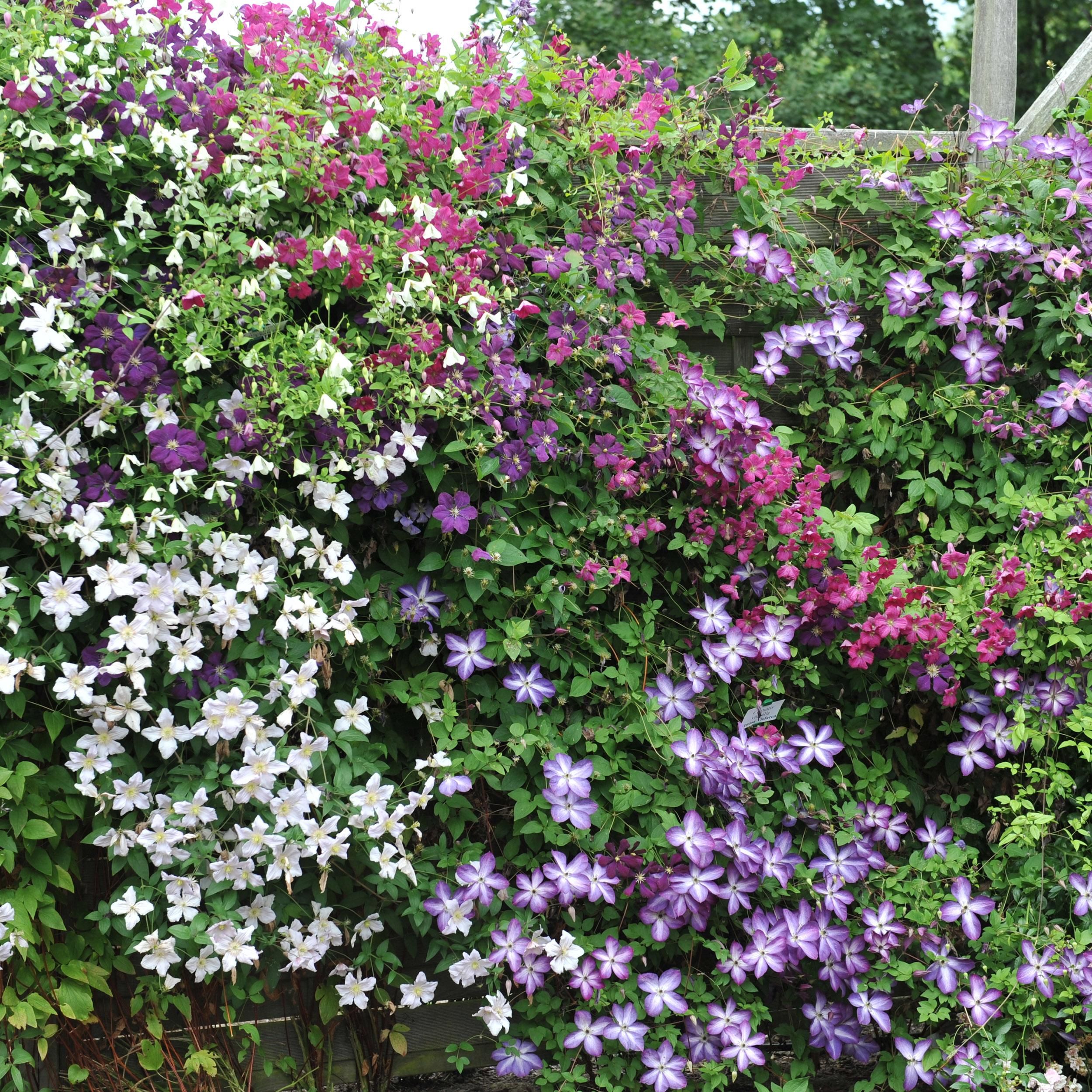 Klimplant - Clematis Tricolour - Bloem Roze Wit Paars - Weinig onderhoud - 3 planten - Pot 11cm Hoogte 40cm (8720872542966)