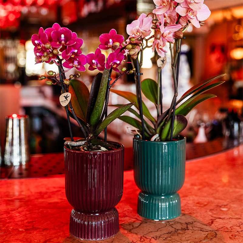 Paarse phalaenopsis orchidee | Chamonix (7865885340985)
