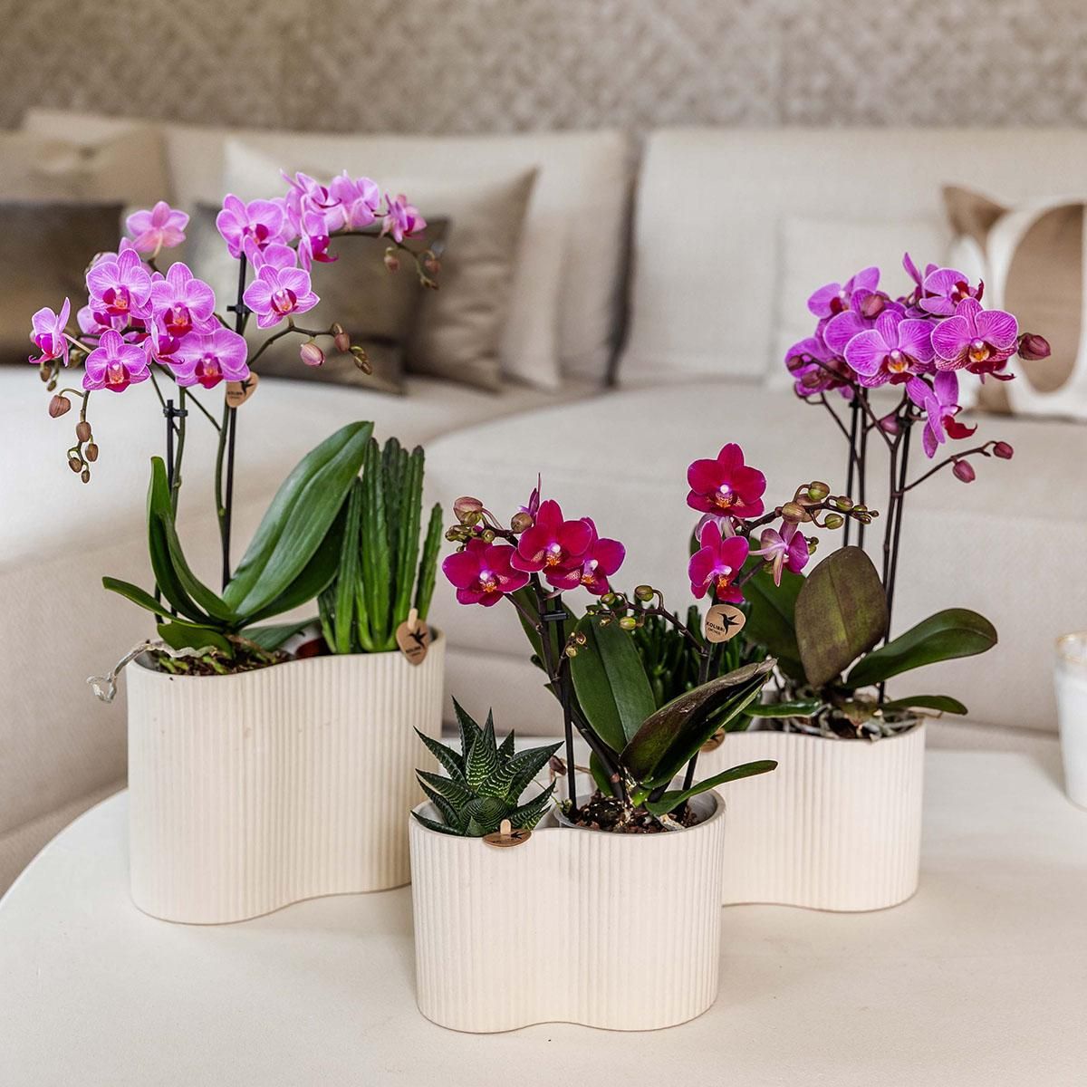 Paarse phalaenopsis orchidee | Chamonix (7865885340985)