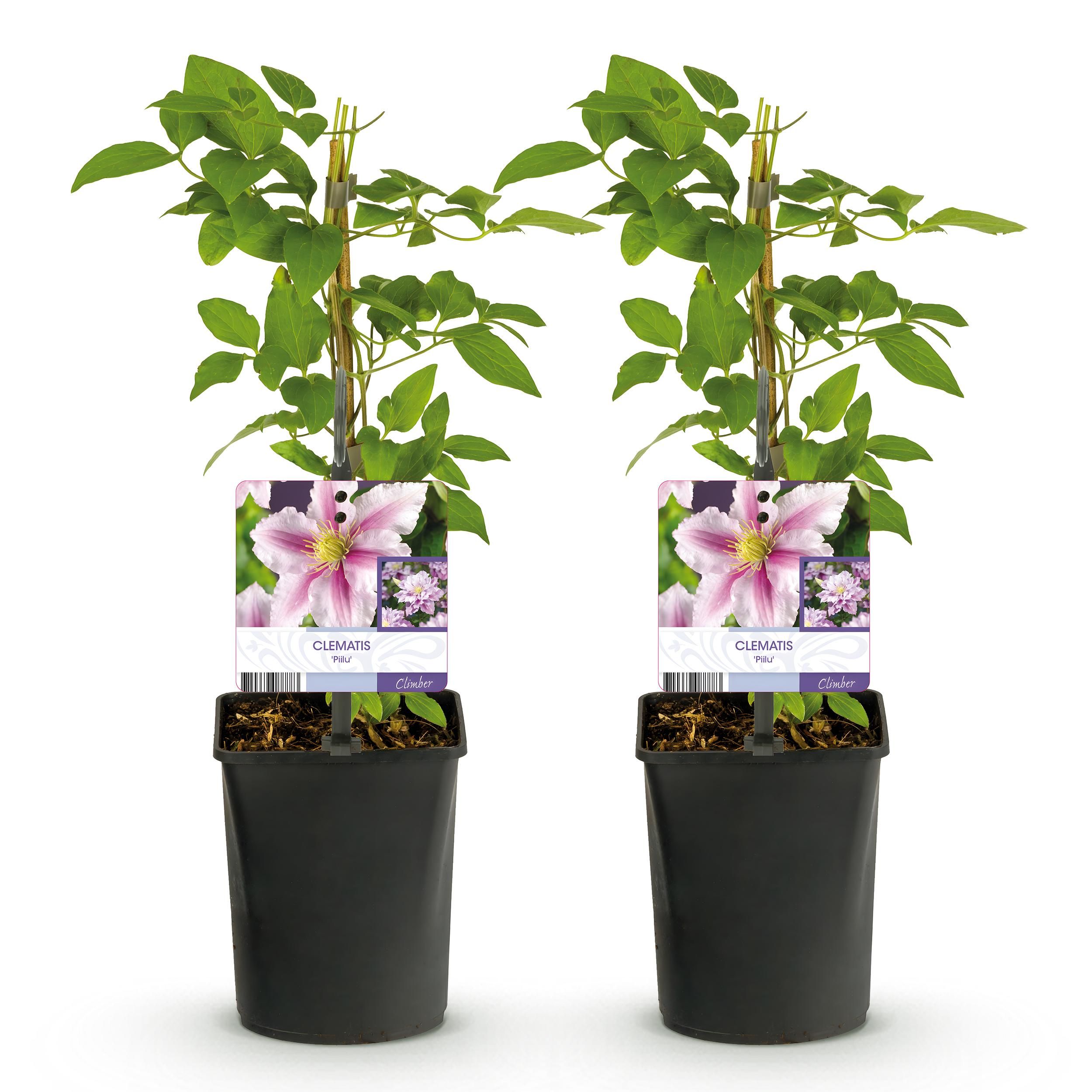 Klimplant - Clematis Piilu - Bloem Roze - Weinig onderhoud -2 planten - Pot 11cm Hoogte 40cm (8720872543079)