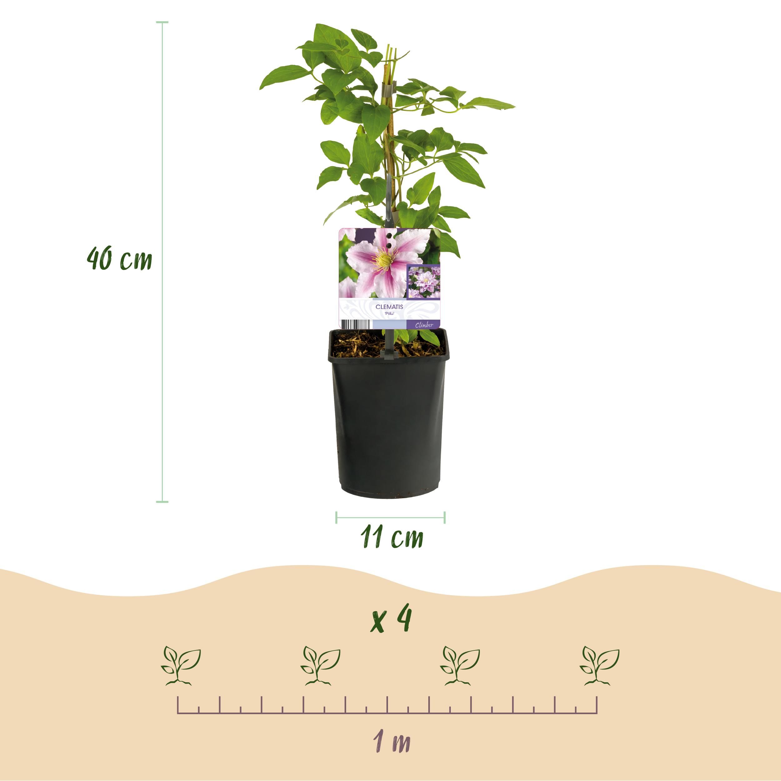 Klimplant - Clematis Piilu - Bloem Roze - Weinig onderhoud -2 planten - Pot 11cm Hoogte 40cm (8720872543079)