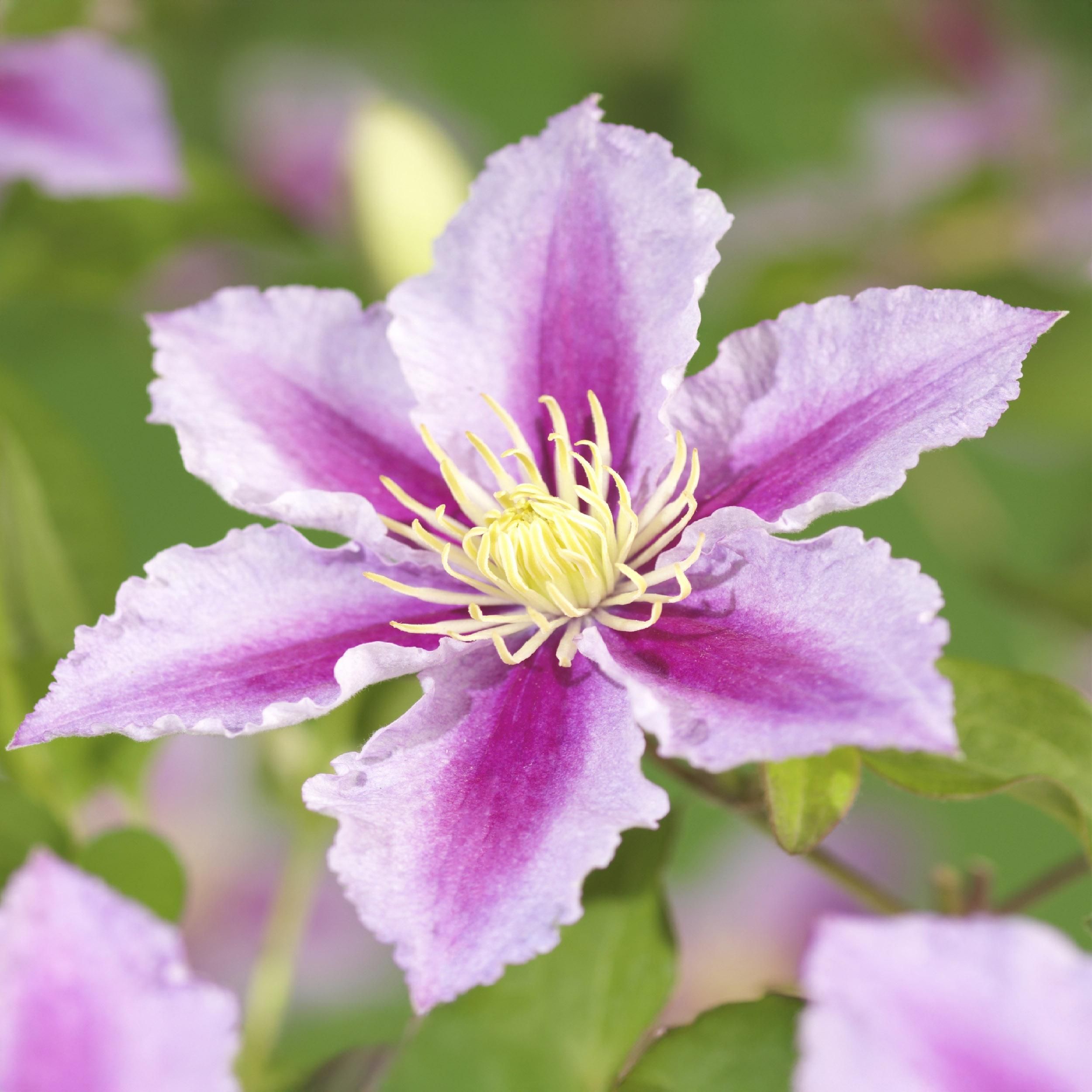 Klimplant - Clematis Piilu - Bloem Roze - Weinig onderhoud -2 planten - Pot 11cm Hoogte 40cm (8720872543079)