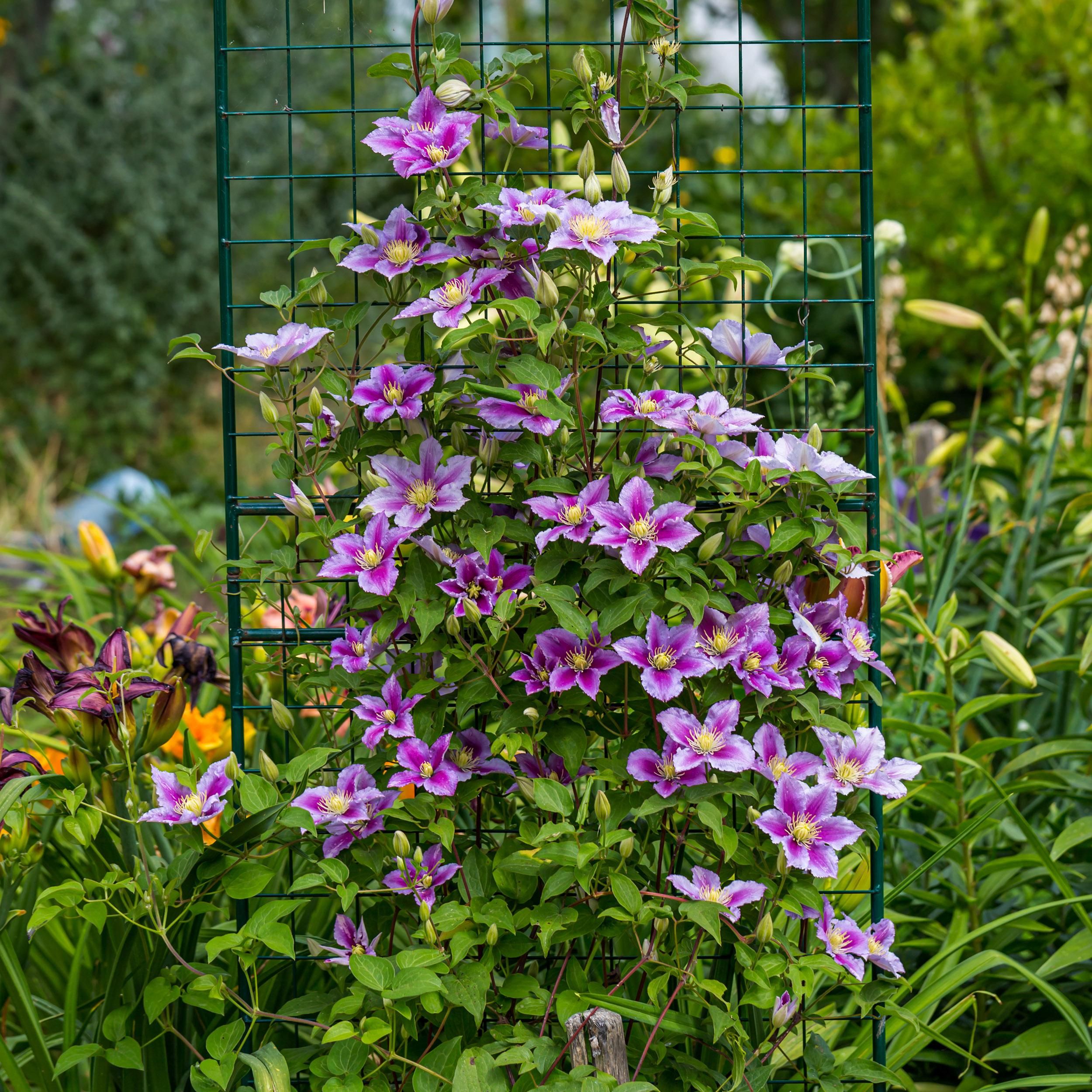 Klimplant - Clematis Piilu - Bloem Roze - Weinig onderhoud -2 planten - Pot 11cm Hoogte 40cm (8720872543079)