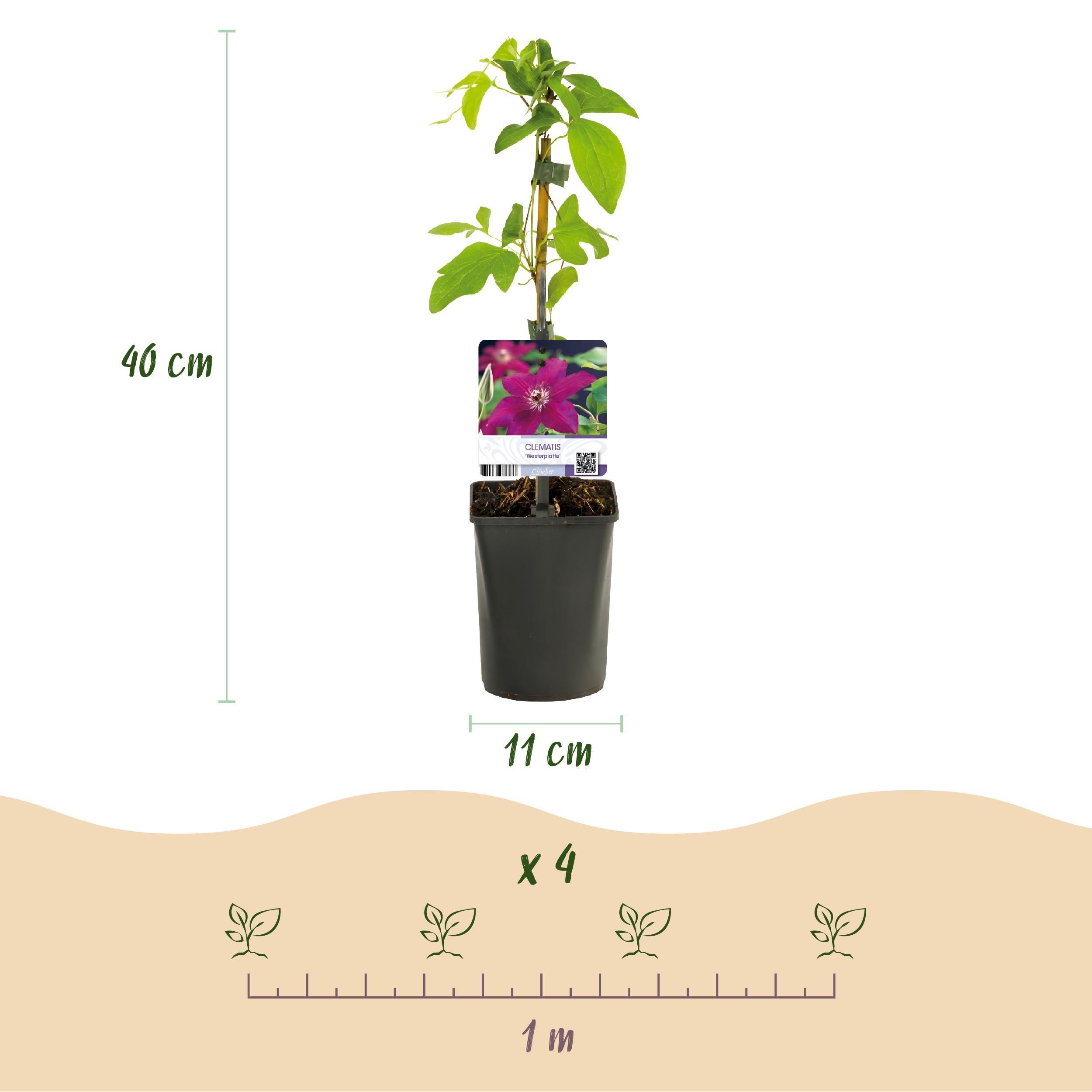 Klimplant - Clematis Westerplatte - Bloem Rood - Weinig onderhoud -2 planten - Pot 11cm Hoogte 40cm (8720872543123)