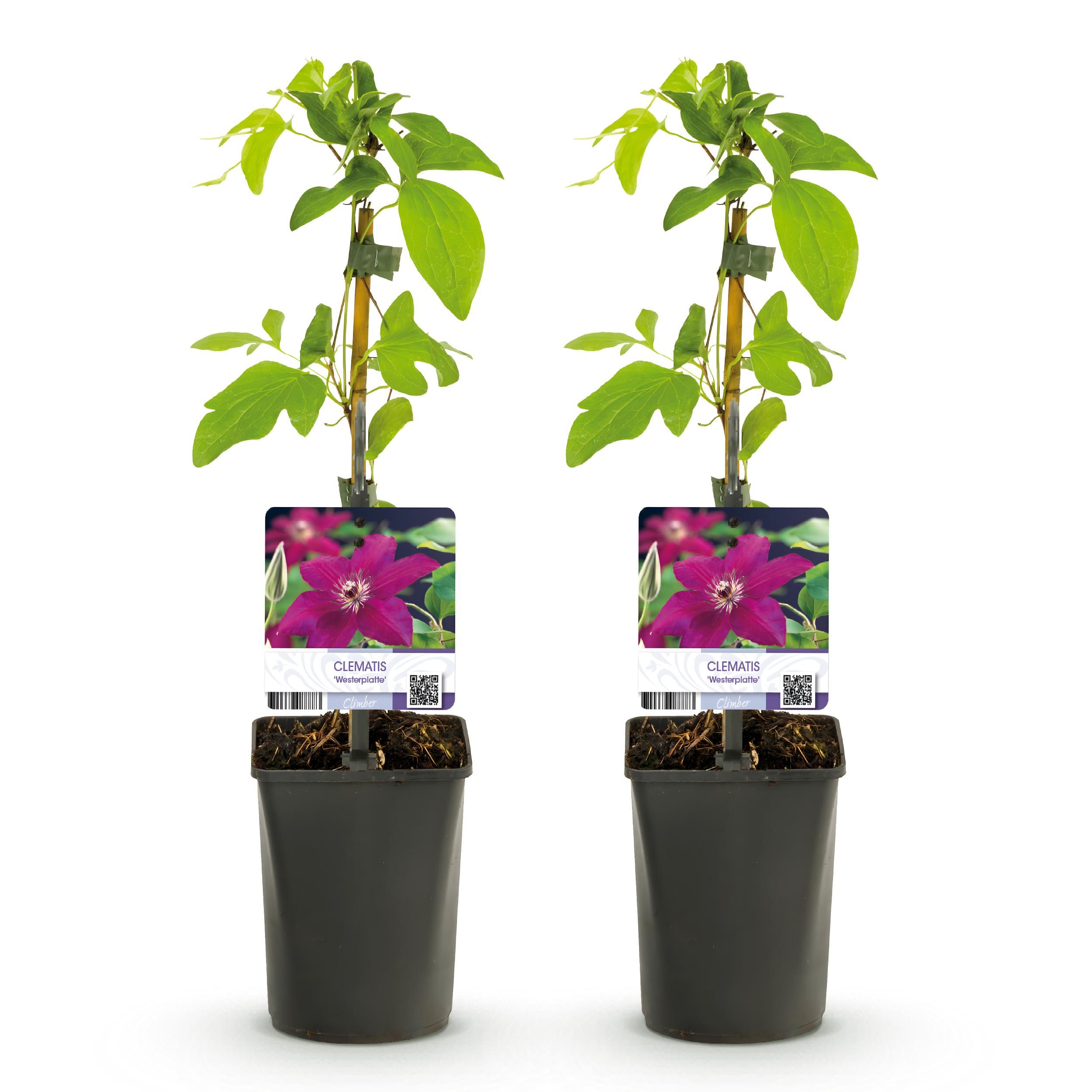 Klimplant - Clematis Westerplatte - Bloem Rood - Weinig onderhoud -2 planten - Pot 11cm Hoogte 40cm (8720872543123)