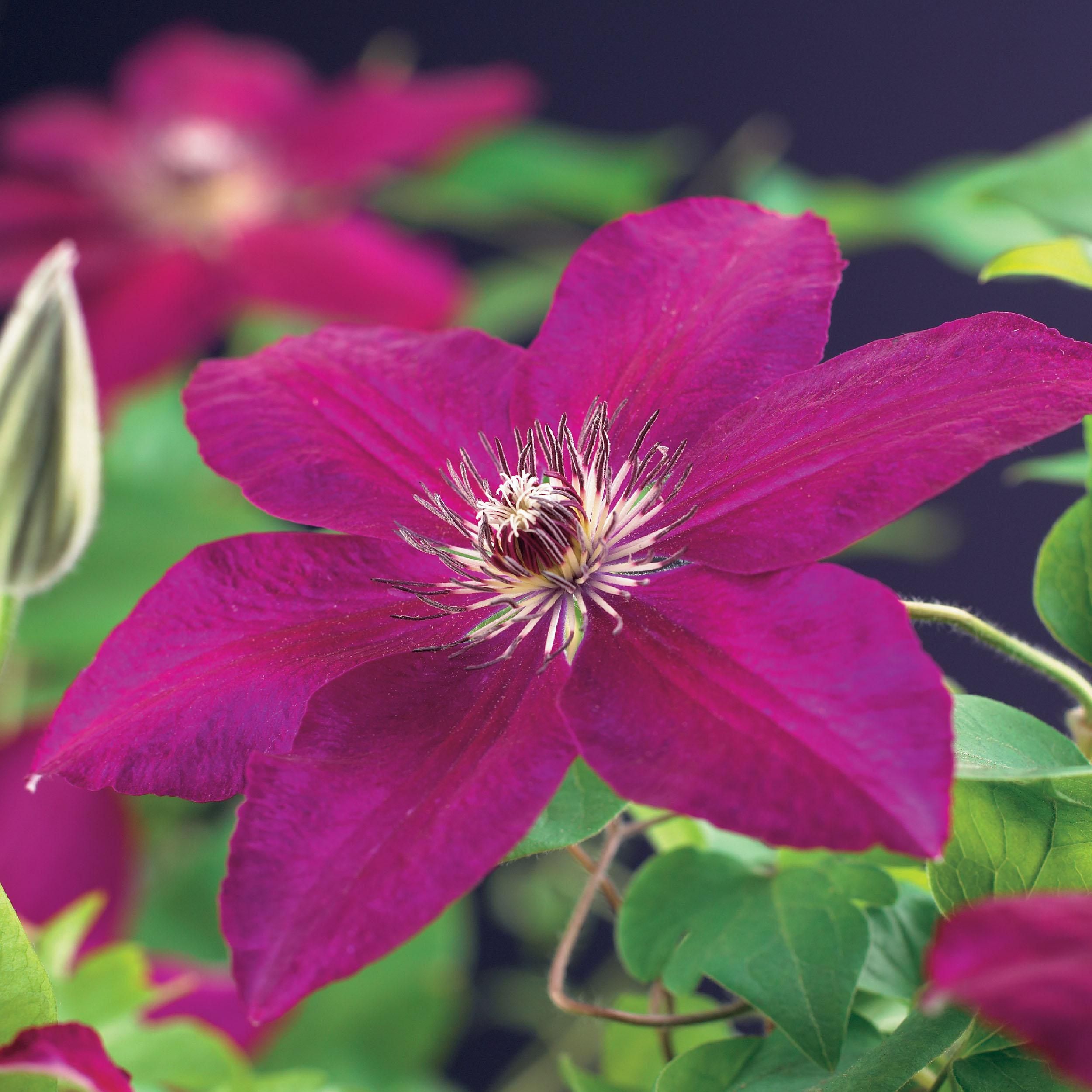 Klimplant - Clematis Westerplatte - Bloem Rood - Weinig onderhoud -2 planten - Pot 11cm Hoogte 40cm (8720872543123)