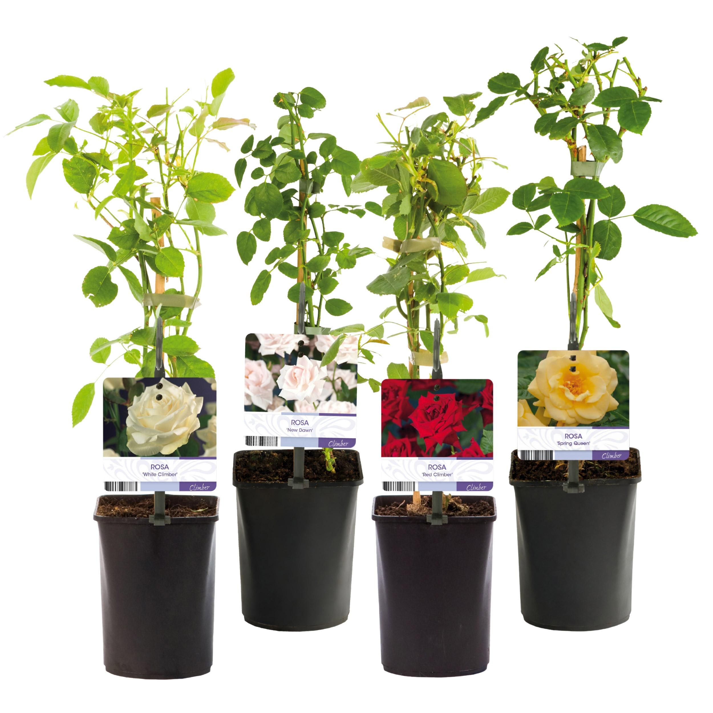 Klimroos - Rosa Rainbow - Bloemen Roze Wit Geel Rood - Weinig onderhoud - 4 planten - Pot 11cm Hoogte 40cm (8720872543345)