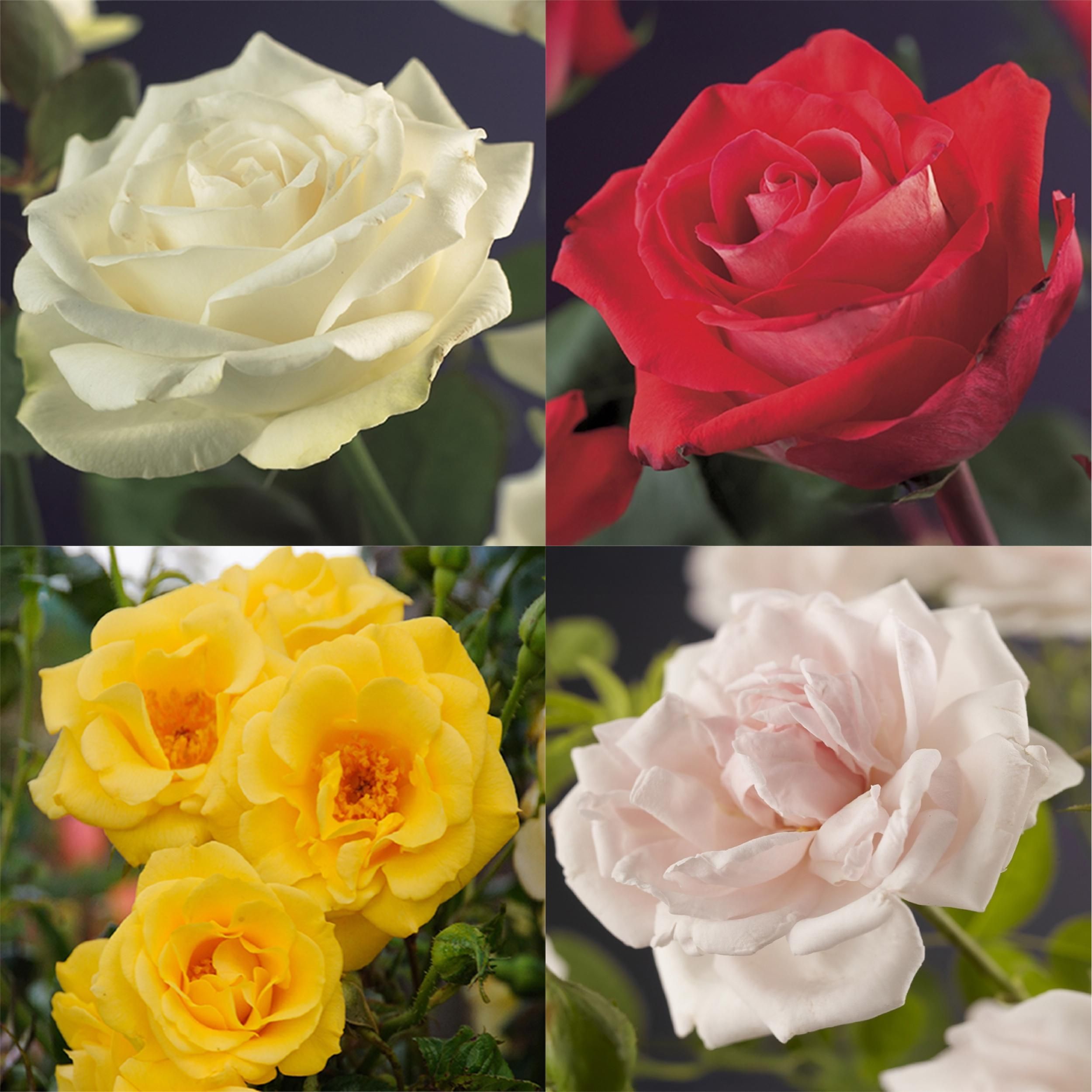 Klimroos - Rosa Rainbow - Bloemen Roze Wit Geel Rood - Weinig onderhoud - 4 planten - Pot 11cm Hoogte 40cm (8720872543345)