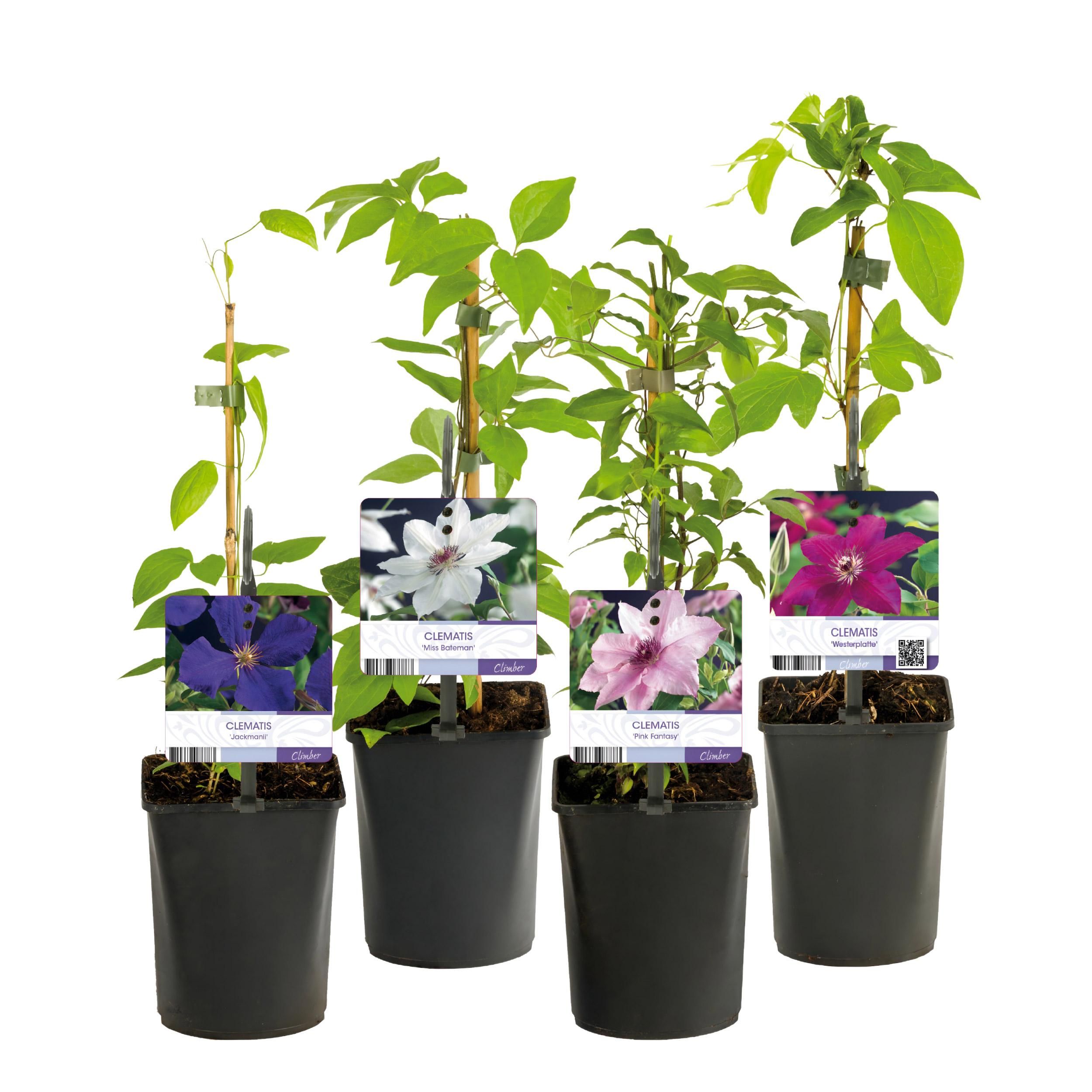Klimplant - Clematis Rainbow - Bloem Roze Wit Paars Rood - Weinig onderhoud - 4 planten - Pot 11cm Hoogte 40cm (8720872542973)