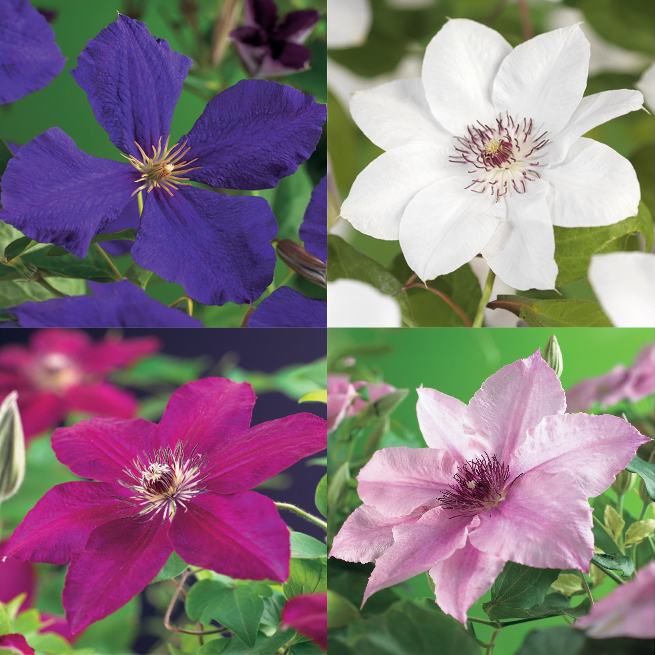 Klimplant - Clematis Rainbow - Bloem Roze Wit Paars Rood - Weinig onderhoud - 4 planten - Pot 11cm Hoogte 40cm (8720872542973)