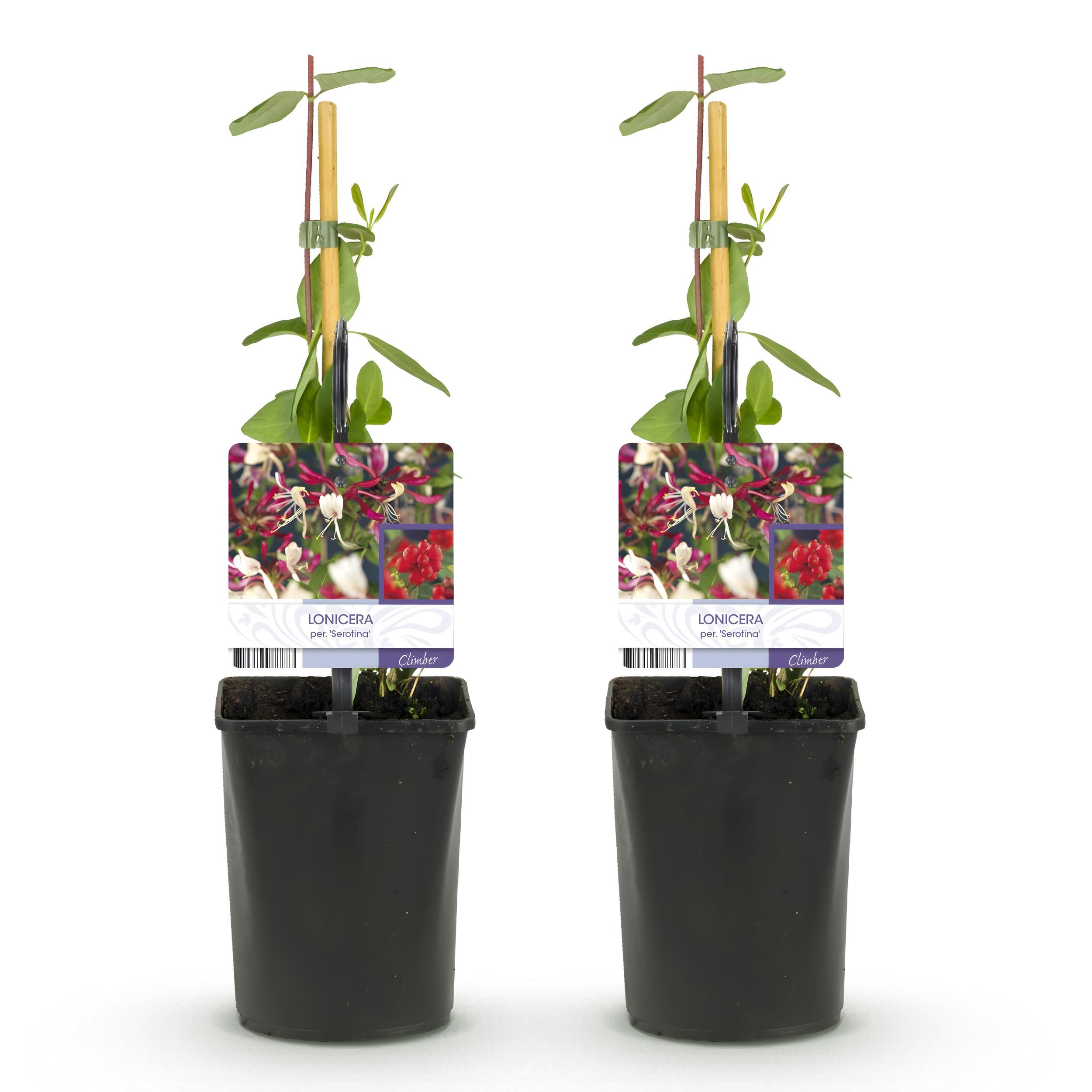 Kamperfoelie - Lonicera Serotina - Bloem Roze met Wit - Weinig onderhoud - 2 planten - Pot 11cm Hoogte 40cm (8720872543246)
