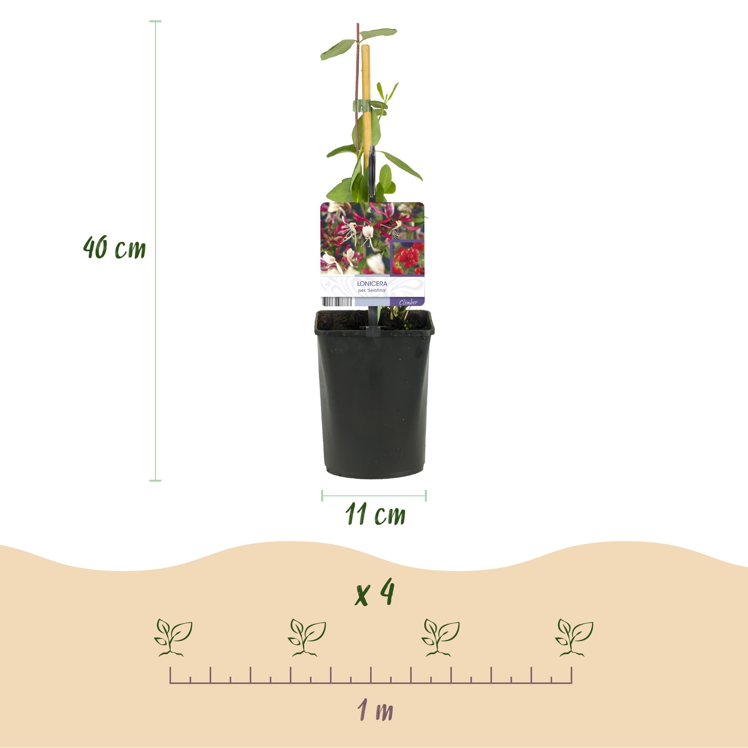 Kamperfoelie - Lonicera Serotina - Bloem Roze met Wit - Weinig onderhoud - 2 planten - Pot 11cm Hoogte 40cm (8720872543246)