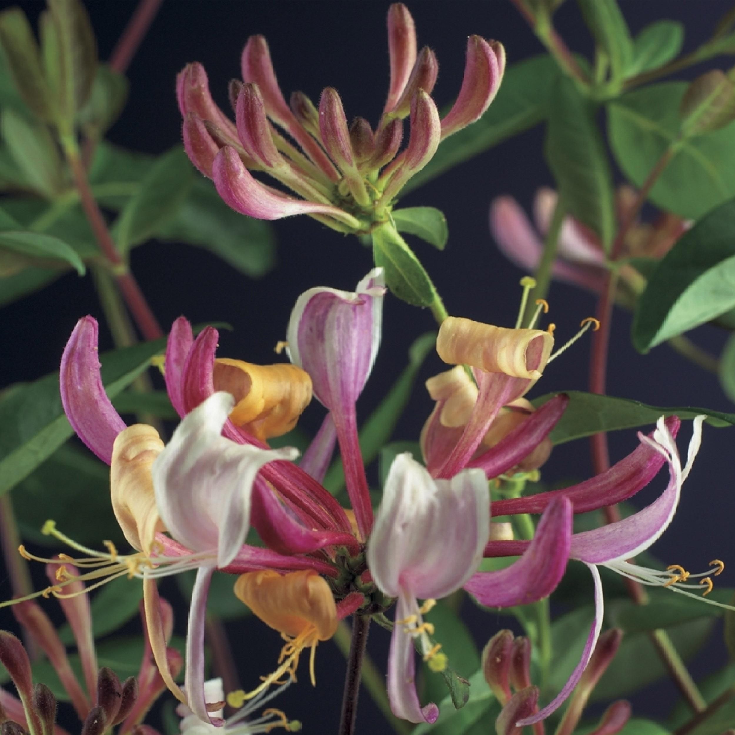 Kamperfoelie - Lonicera Serotina - Bloem Roze met Wit - Weinig onderhoud - 2 planten - Pot 11cm Hoogte 40cm (8720872543246)
