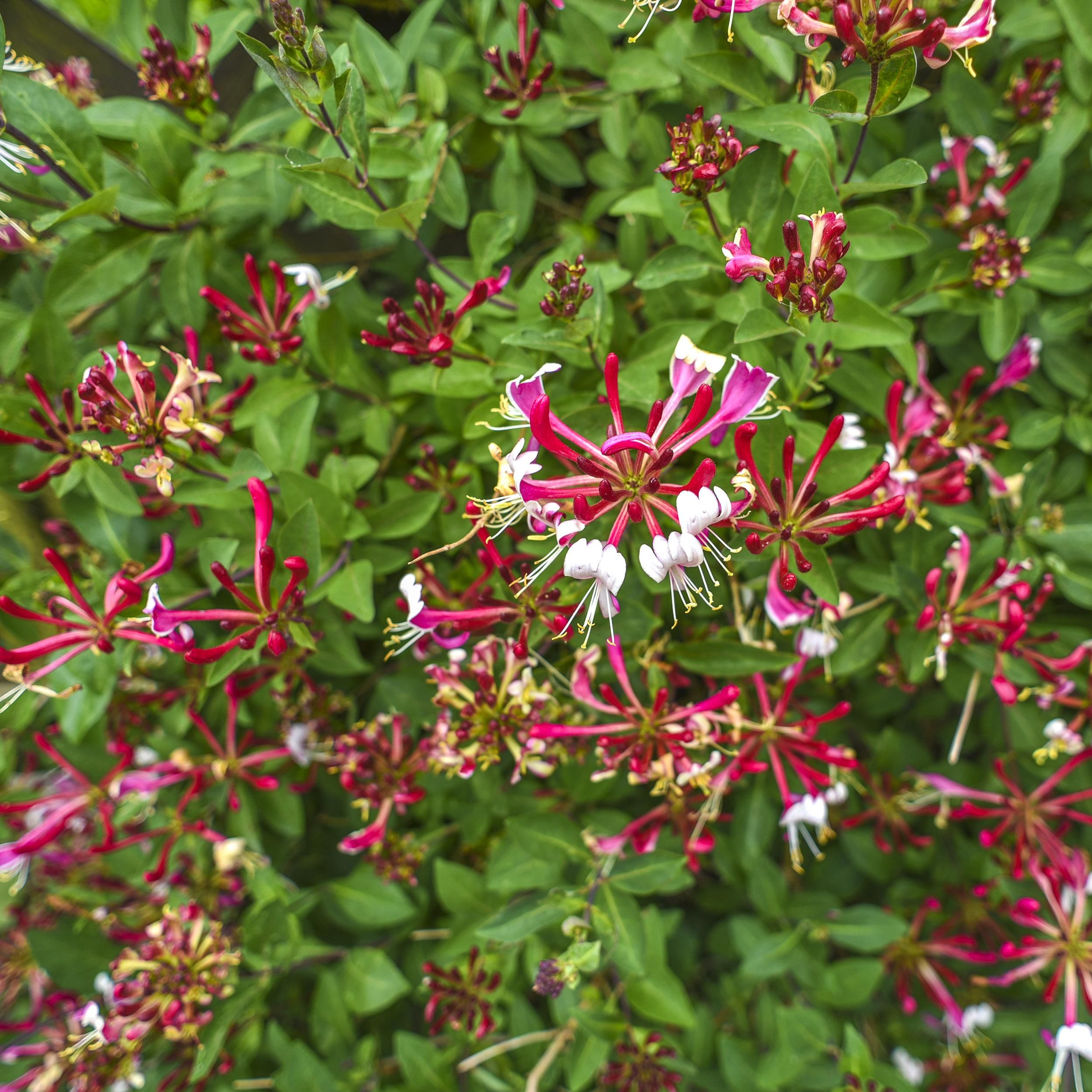 Kamperfoelie - Lonicera Serotina - Bloem Roze met Wit - Weinig onderhoud - 2 planten - Pot 11cm Hoogte 40cm (8720872543246)