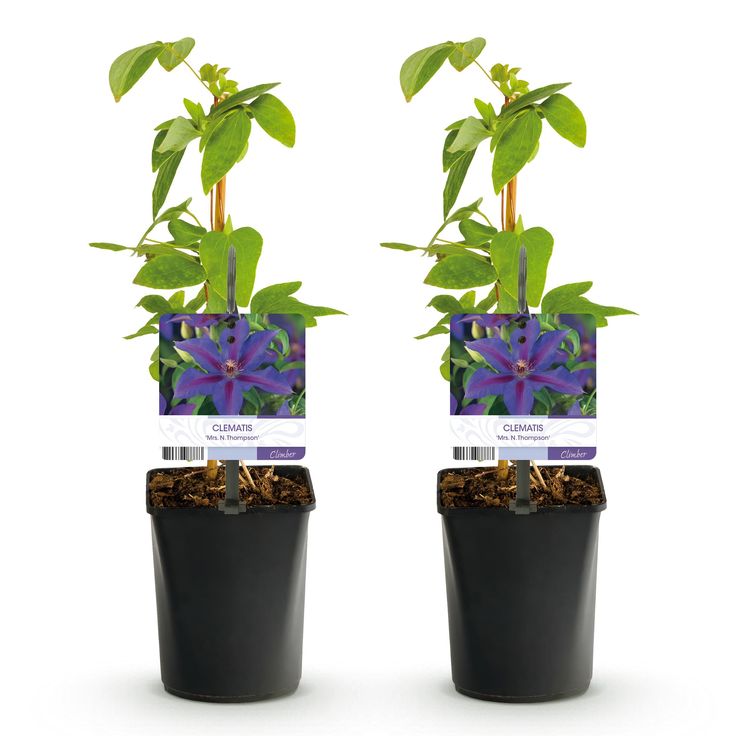 Klimplant - Clematis Mrs. N. Thompson - Bloem Roze - Weinig onderhoud -2 planten - Pot 11cm Hoogte 40cm (8720872543055)