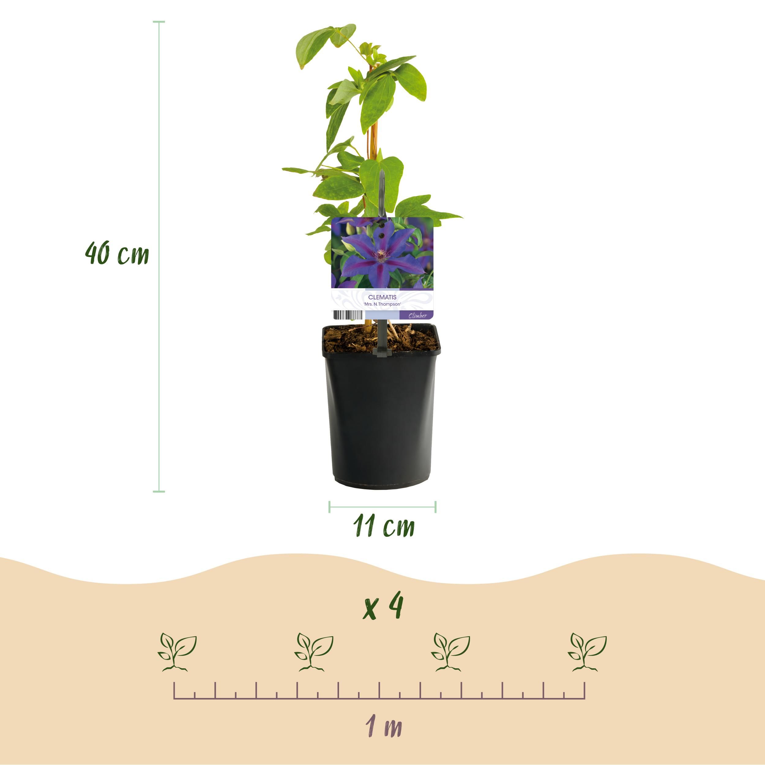 Klimplant - Clematis Mrs. N. Thompson - Bloem Roze - Weinig onderhoud -2 planten - Pot 11cm Hoogte 40cm (8720872543055)