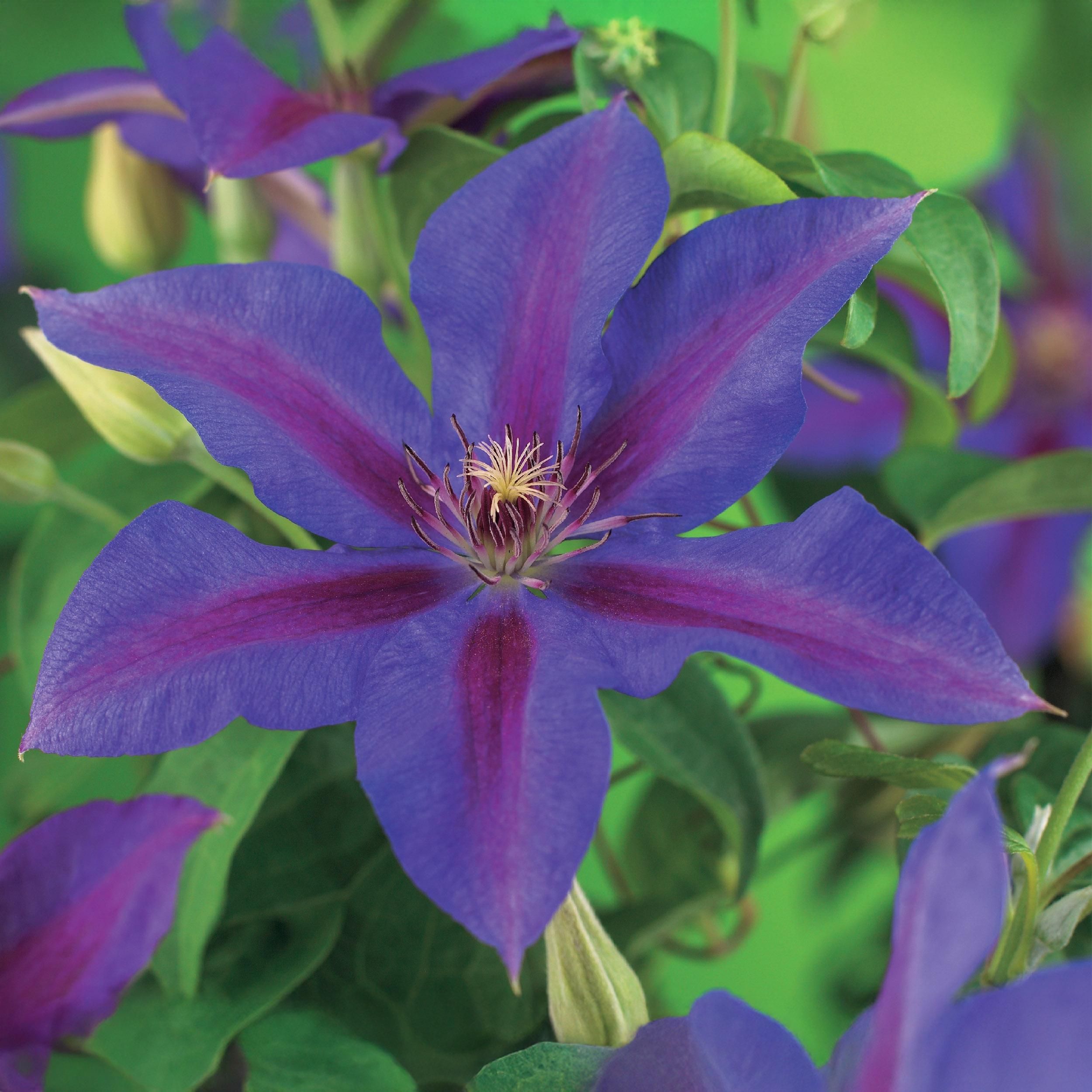Klimplant - Clematis Mrs. N. Thompson - Bloem Roze - Weinig onderhoud -2 planten - Pot 11cm Hoogte 40cm (8720872543055)