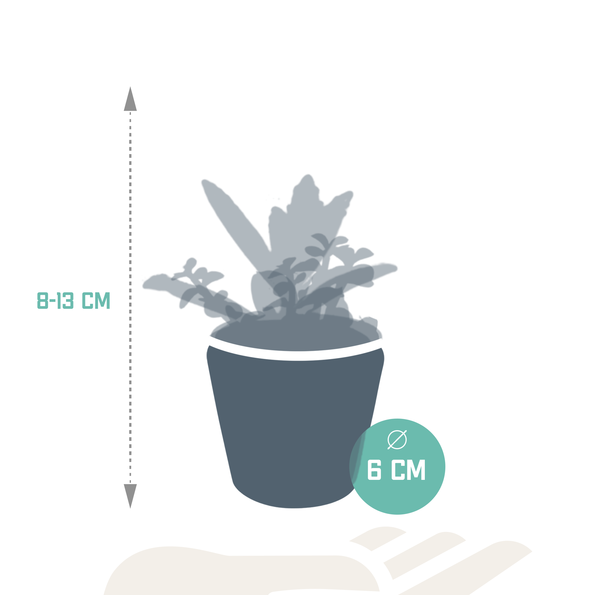 House of cactus Vetplanten mix 5.5 cm - 5x - in Mexicaanse pot (8720387961085)