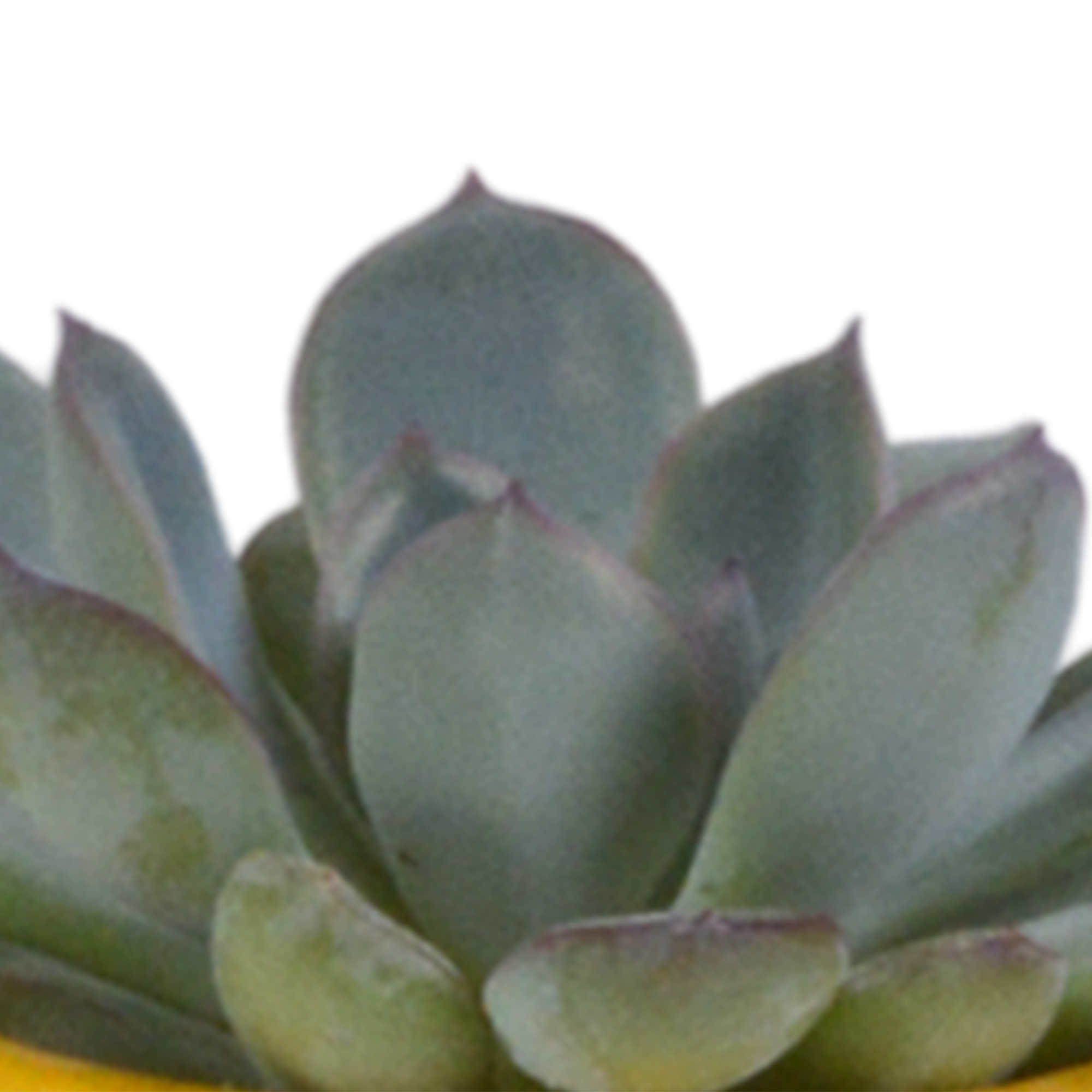 House of cactus Vetplanten mix 5.5 cm - 5x - in Mexicaanse pot (8720387961085)