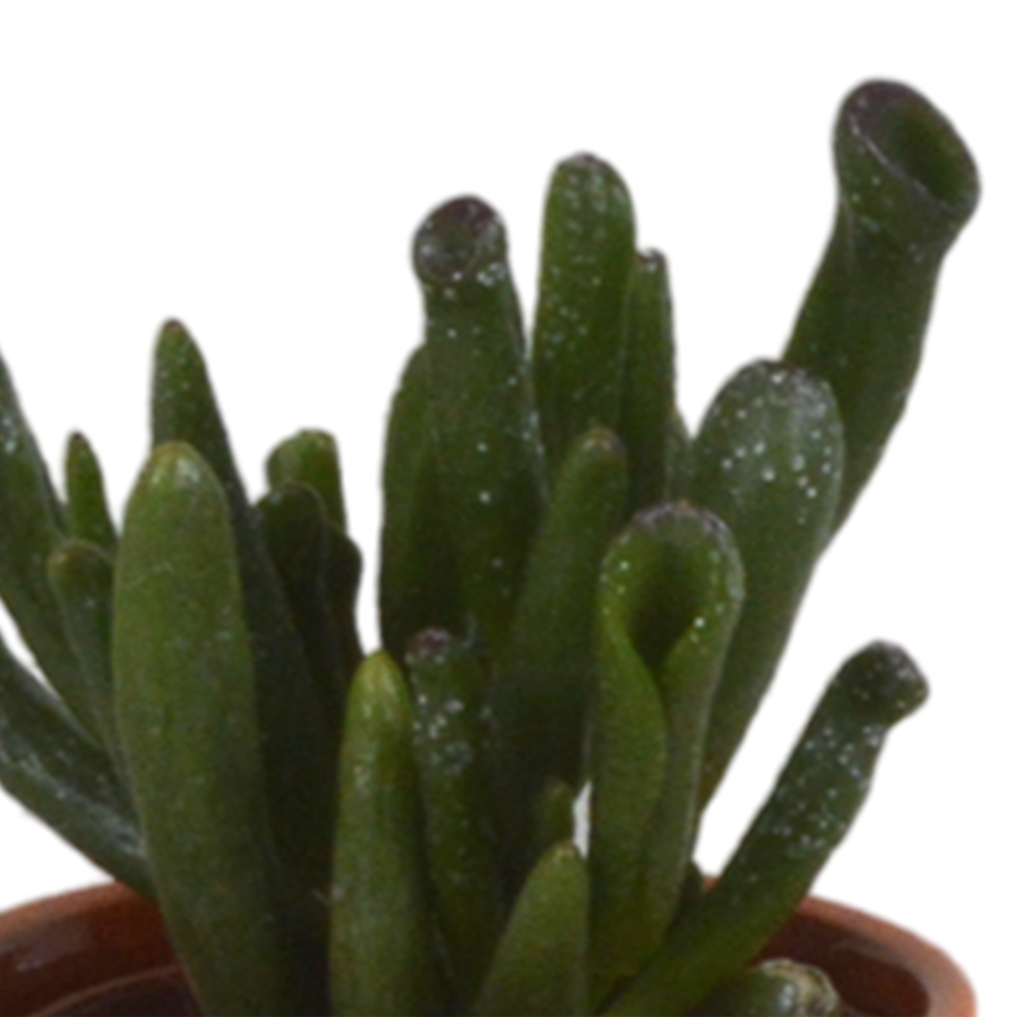 House of cactus Vetplanten mix 5.5 cm - 5x - in Mexicaanse pot (8720387961085)
