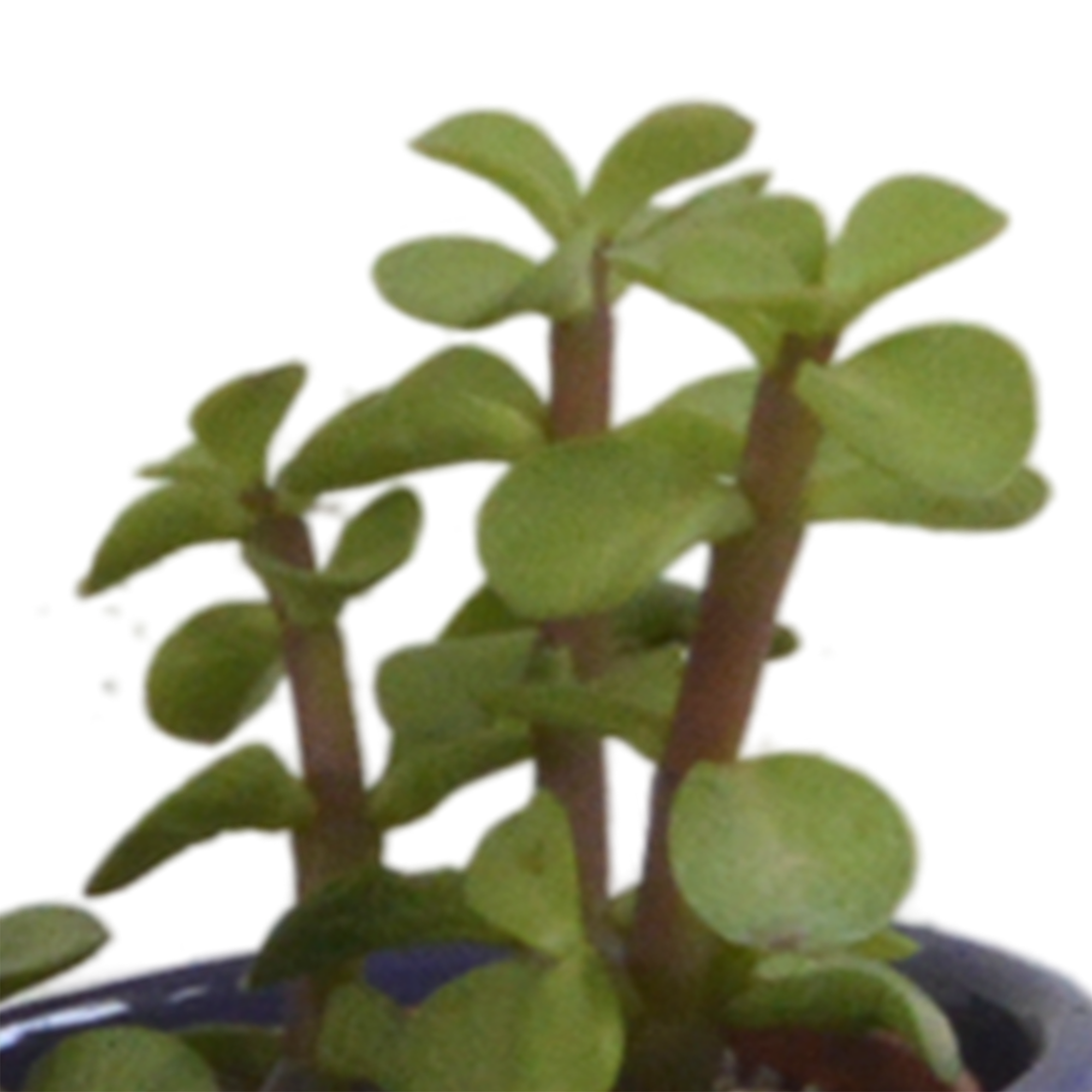 House of cactus Vetplanten mix 5.5 cm - 5x - in Mexicaanse pot (8720387961085)