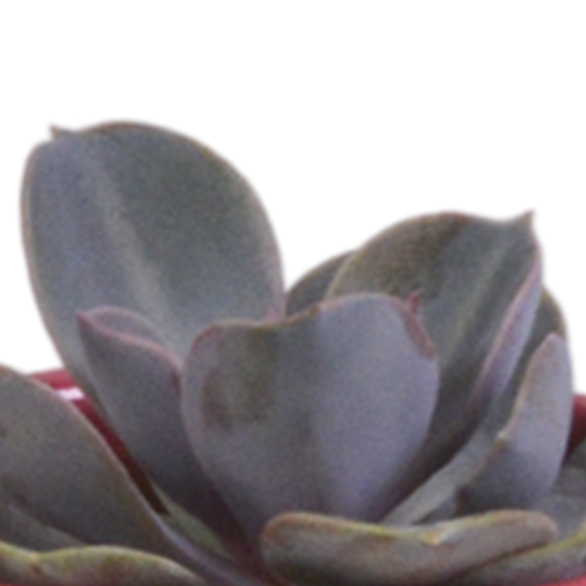 House of cactus Vetplanten mix 5.5 cm - 5x - in Mexicaanse pot (8720387961085)