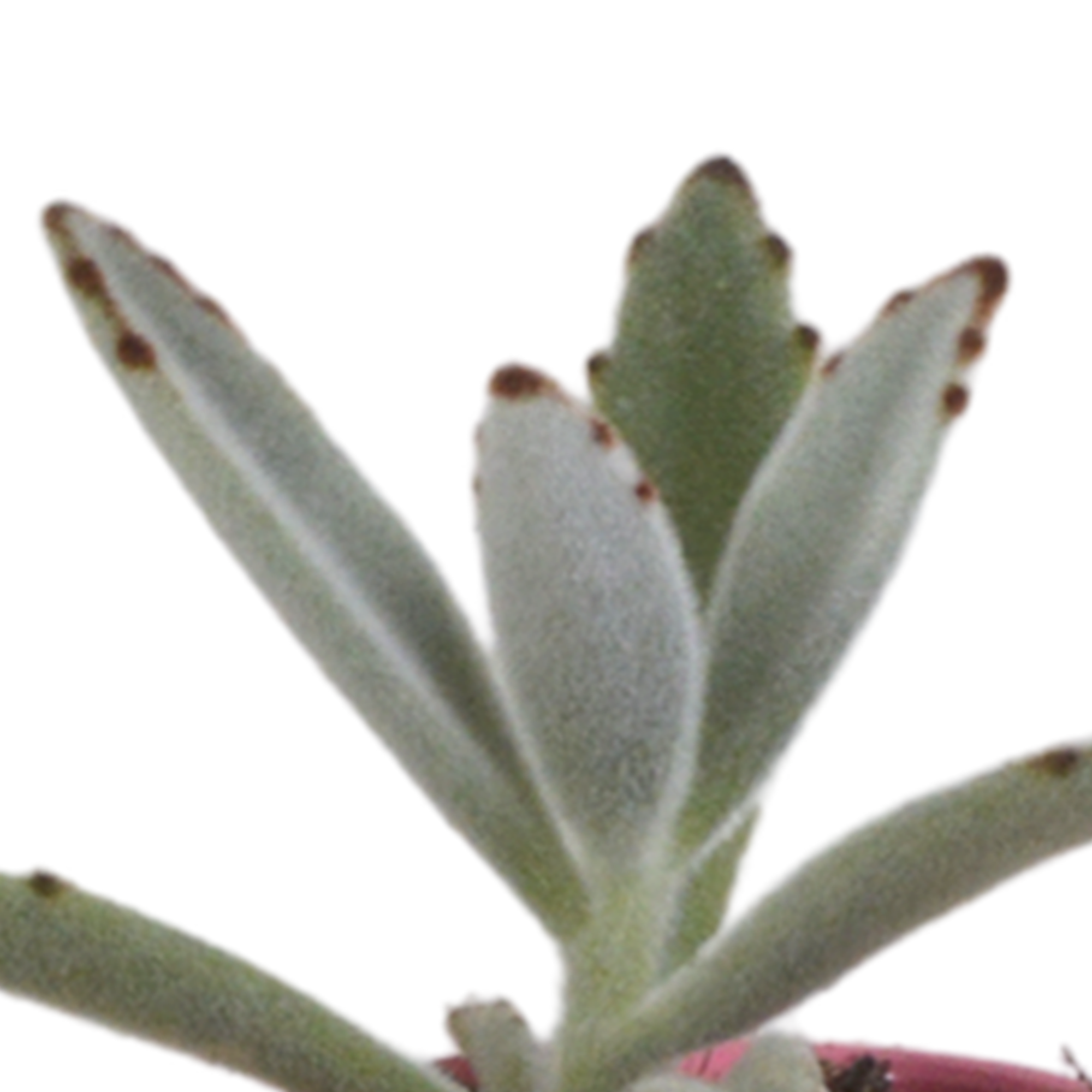 House of cactus Vetplanten mix 5.5 cm - 5x - in Mexicaanse pot (8720387961085)