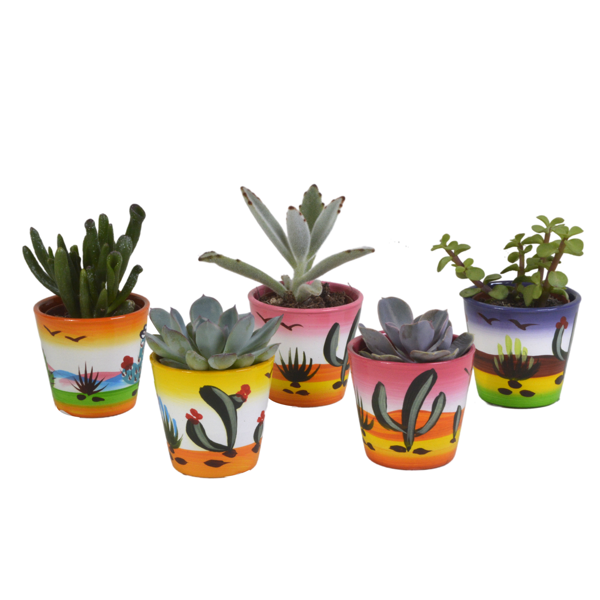 House of cactus Vetplanten mix 5.5 cm - 5x - in Mexicaanse pot (8720387961085)