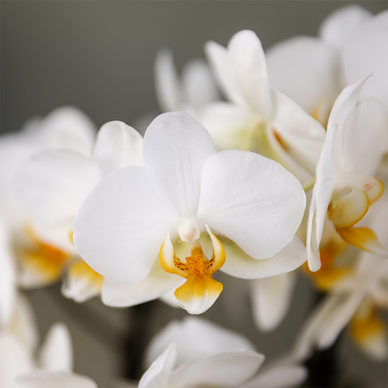Planten cadeau veel succes | Lausanne orchidee met pot, kaart & cadeautas (7865885326712)