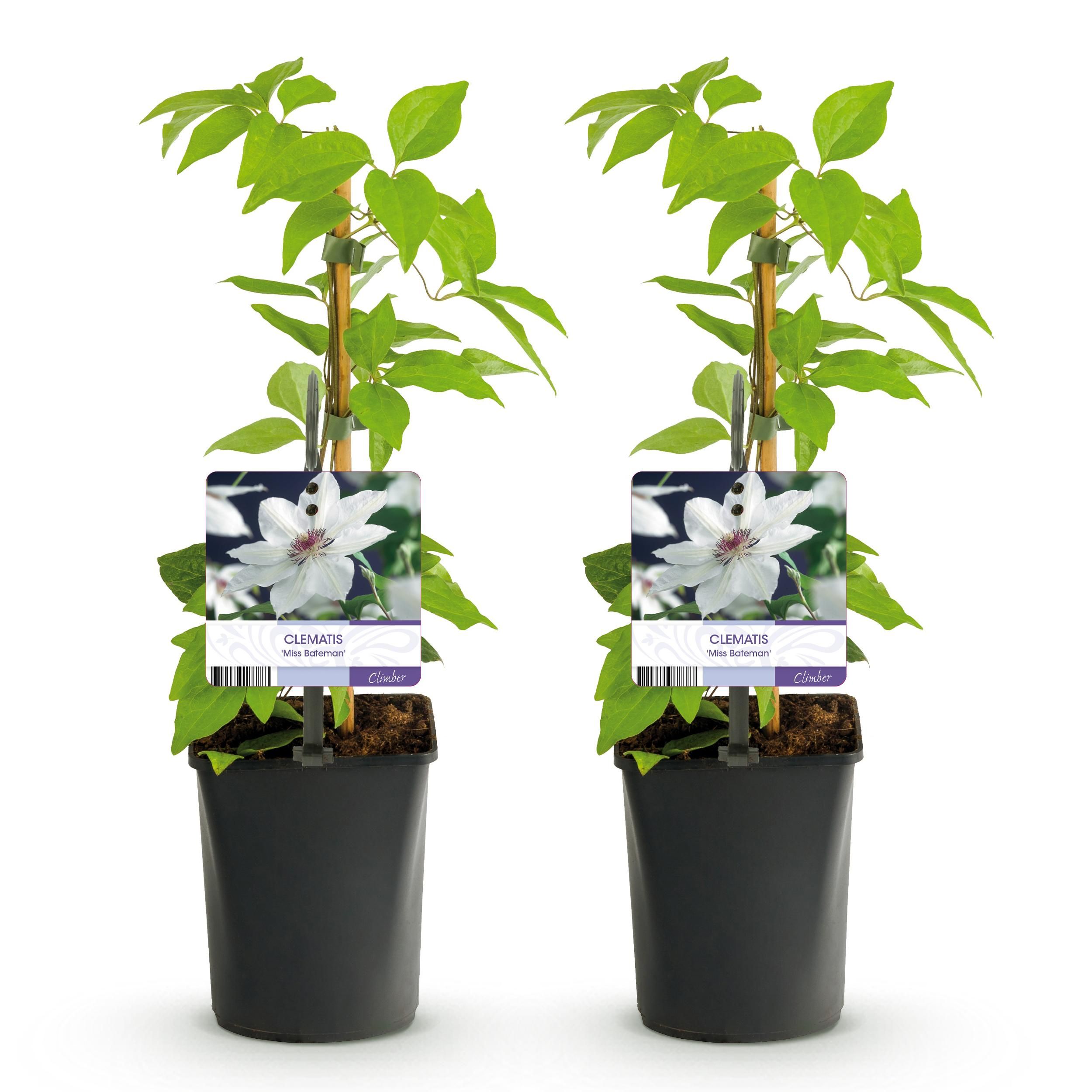 Klimplant - Clematis Miss bateman - Bloem Wit - Weinig onderhoud -2 planten - Pot 11cm Hoogte 40cm (8720872543048)