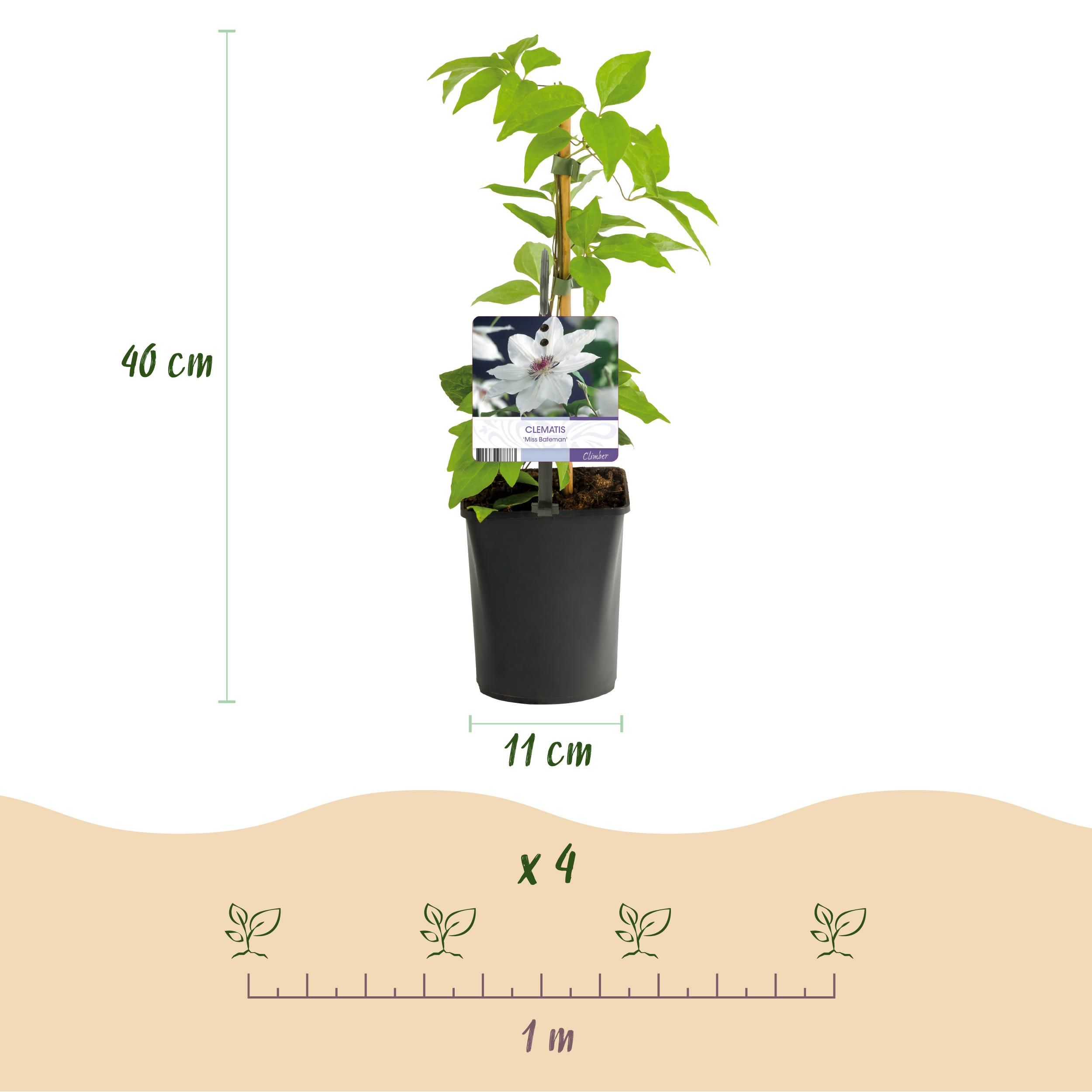 Klimplant - Clematis Miss bateman - Bloem Wit - Weinig onderhoud -2 planten - Pot 11cm Hoogte 40cm (8720872543048)