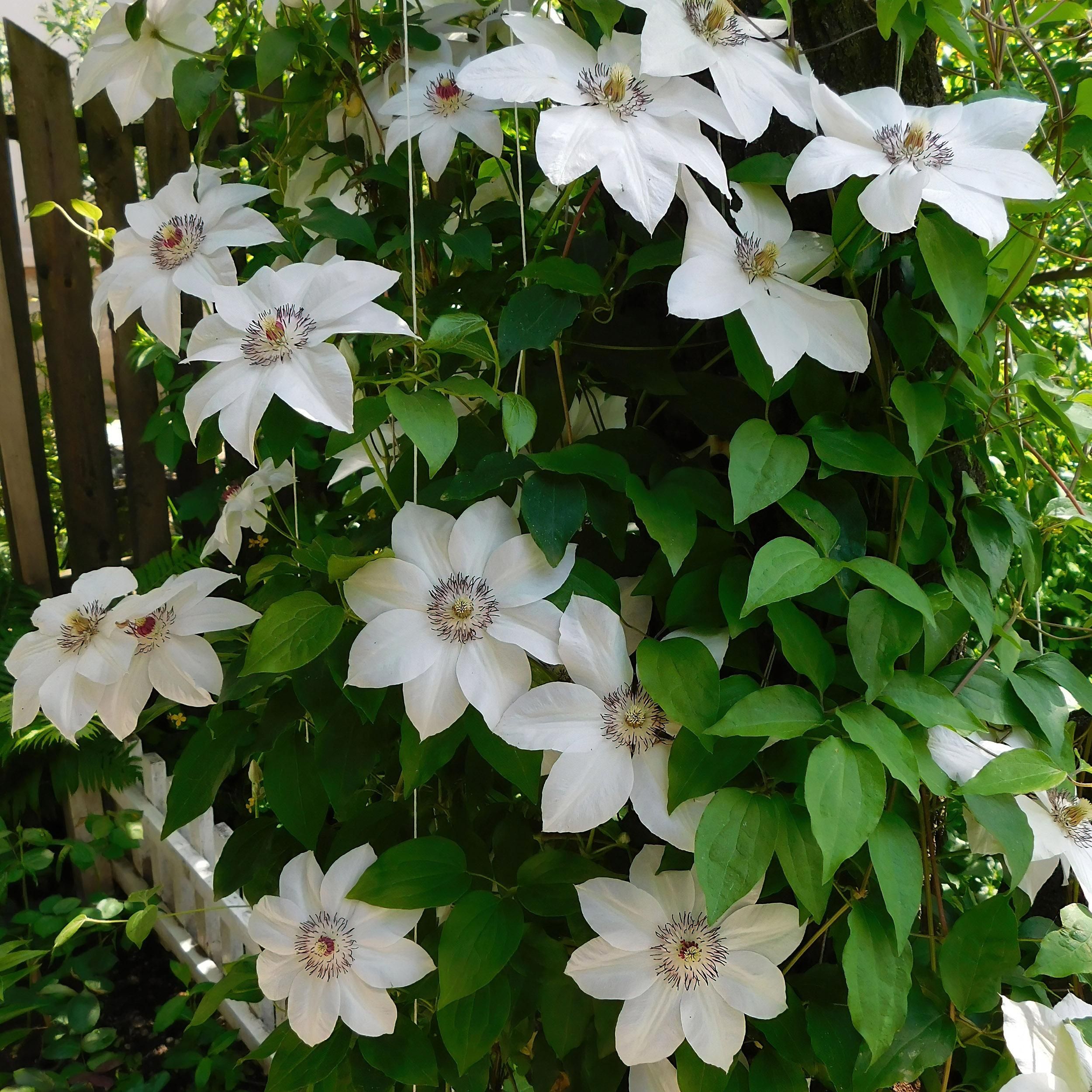 Klimplant - Clematis Miss bateman - Bloem Wit - Weinig onderhoud -2 planten - Pot 11cm Hoogte 40cm (8720872543048)