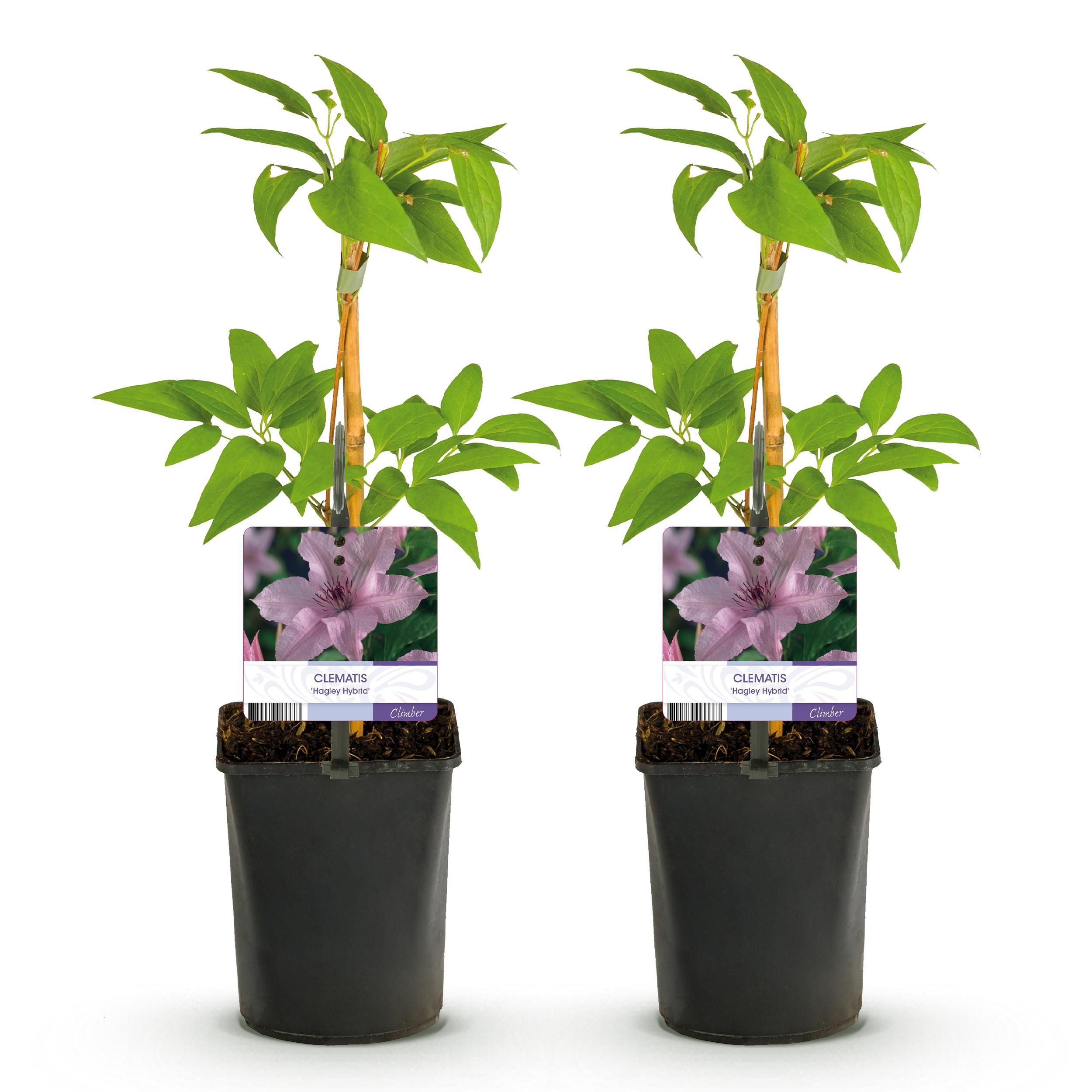 Klimplant - Clematis Hagley Hybrid - Bloem Roze - Weinig onderhoud -2 planten - Pot 11cm Hoogte 40cm (8720872542997)