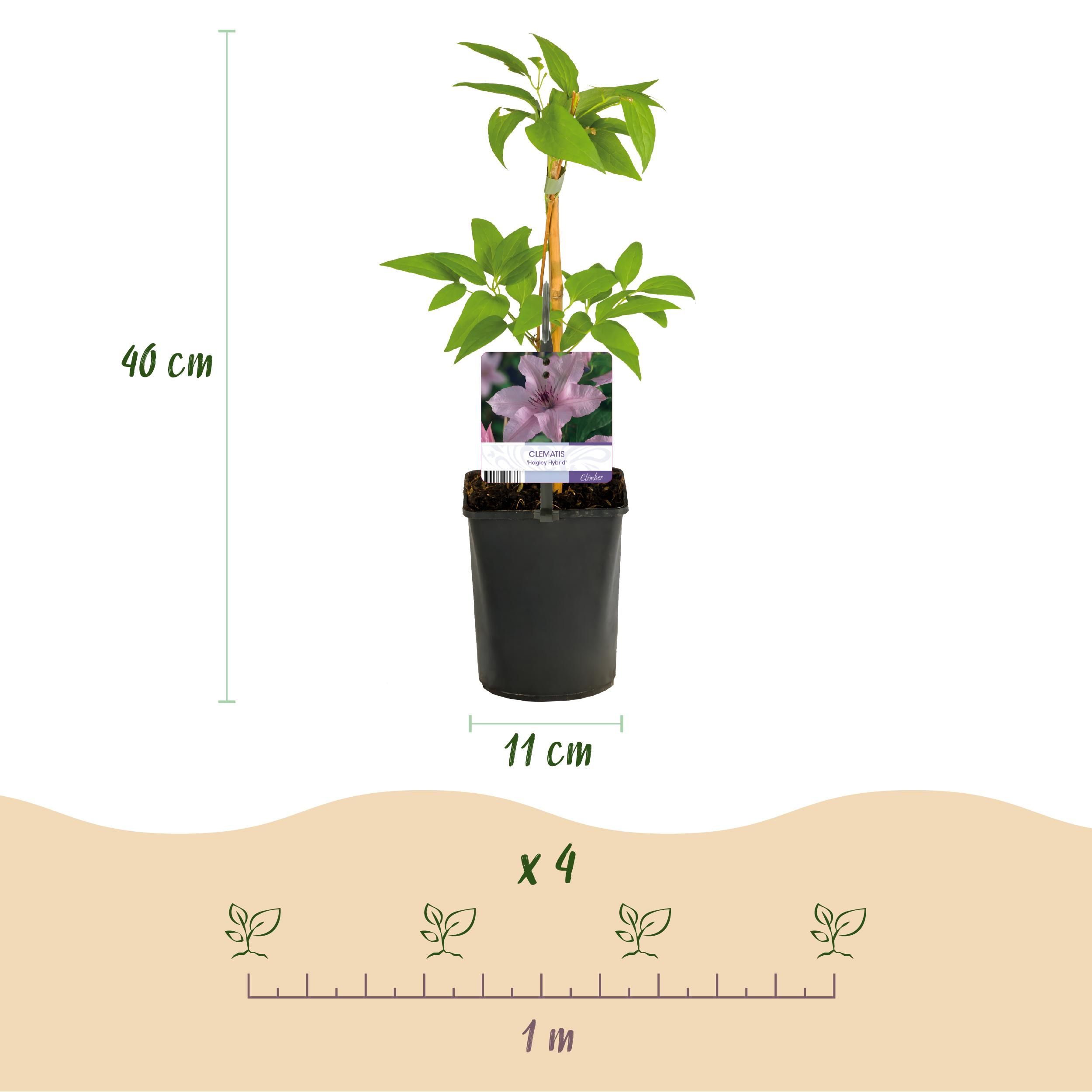 Klimplant - Clematis Hagley Hybrid - Bloem Roze - Weinig onderhoud -2 planten - Pot 11cm Hoogte 40cm (8720872542997)