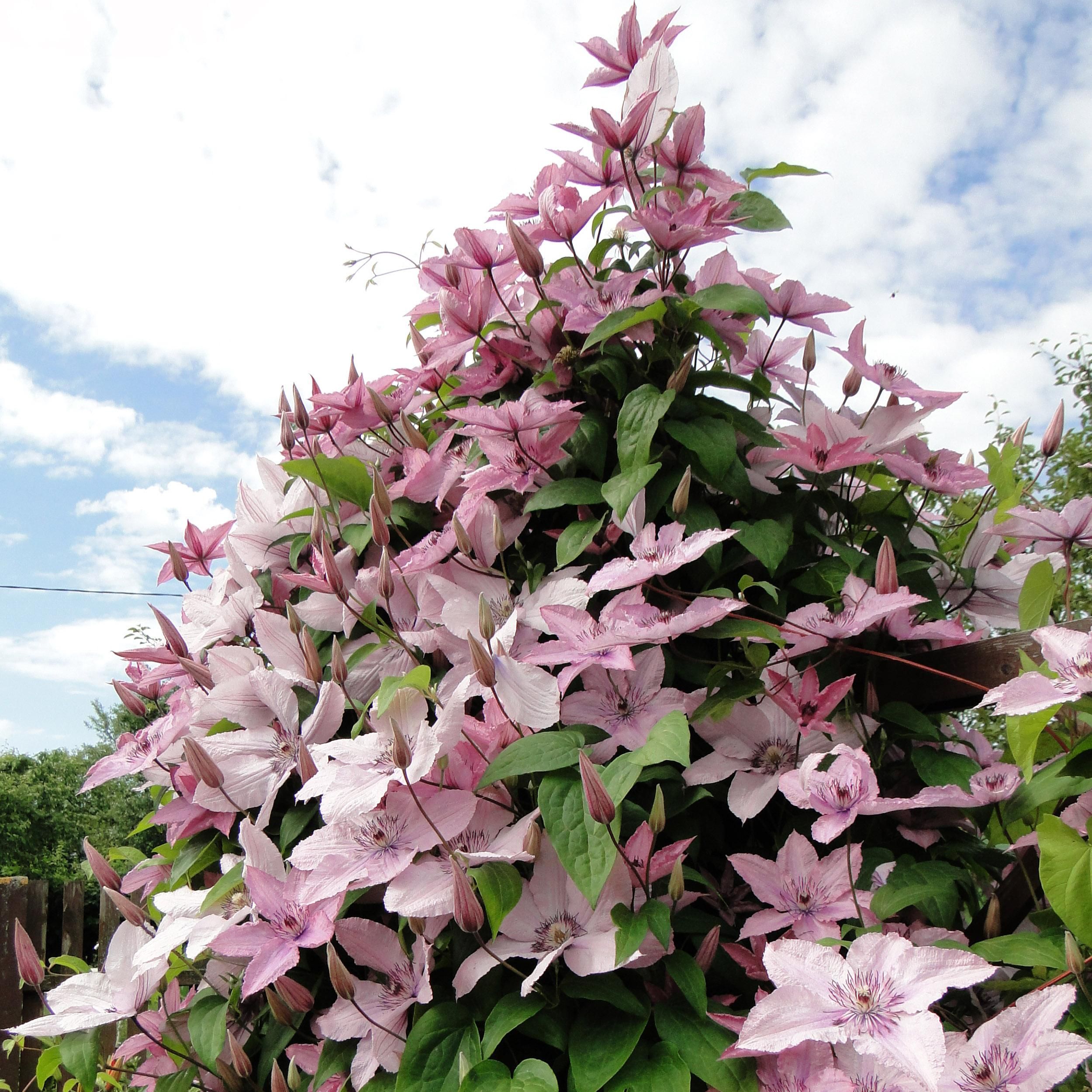 Klimplant - Clematis Hagley Hybrid - Bloem Roze - Weinig onderhoud -2 planten - Pot 11cm Hoogte 40cm (8720872542997)