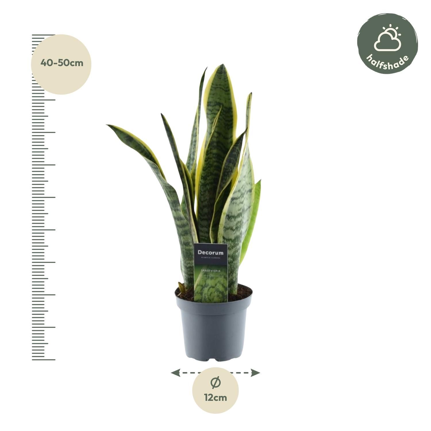 Sansevieria Laurentii - 45 cm - ø12 (8721081685239)