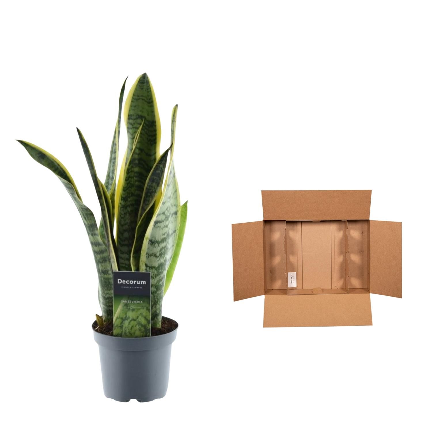 Sansevieria Laurentii - 45 cm - ø12 (8721081685239)