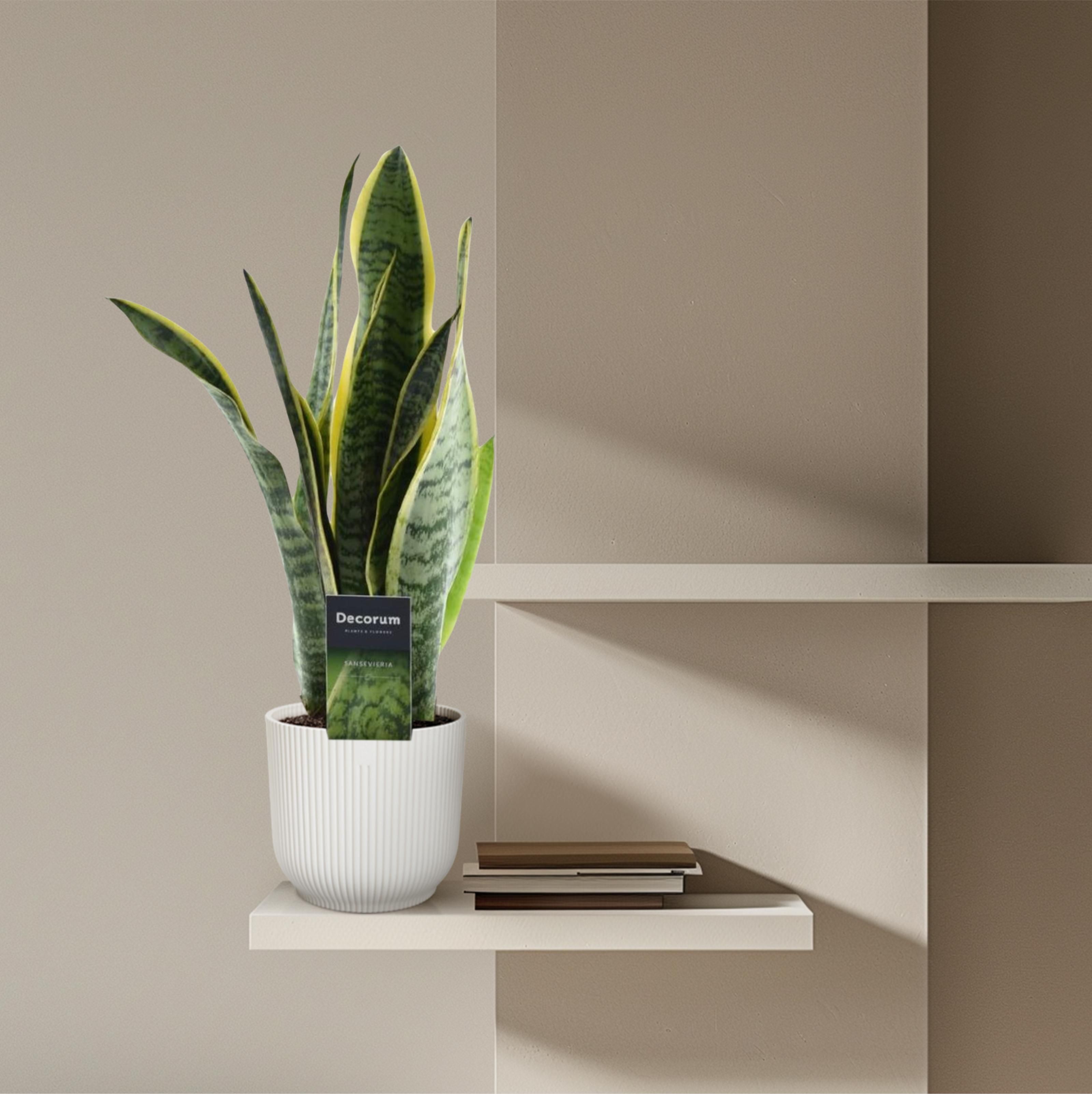 Sansevieria Laurentii - 45 cm - ø12 (8721081685239)